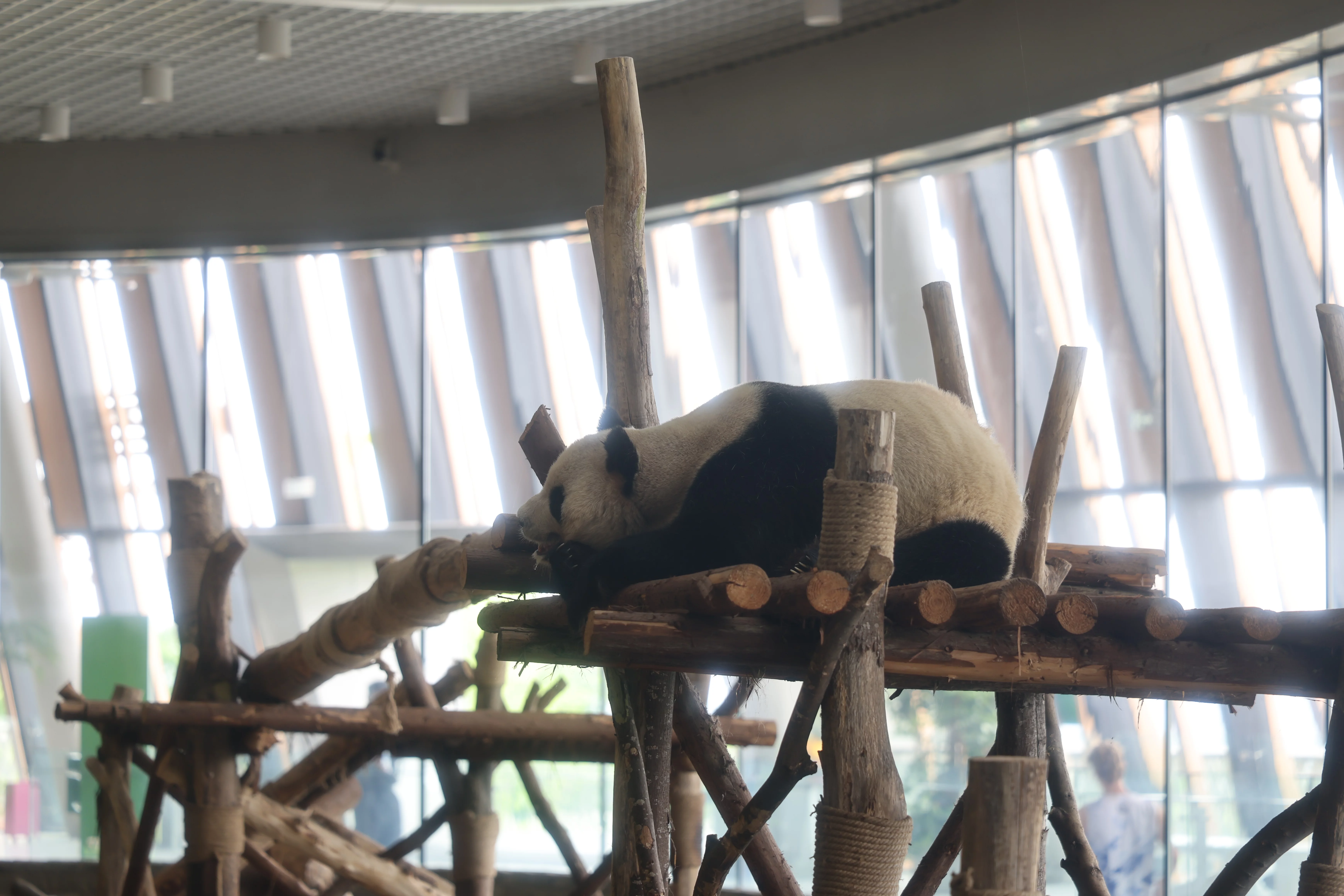 Chengdu Research Base of Giant Panda Breeding