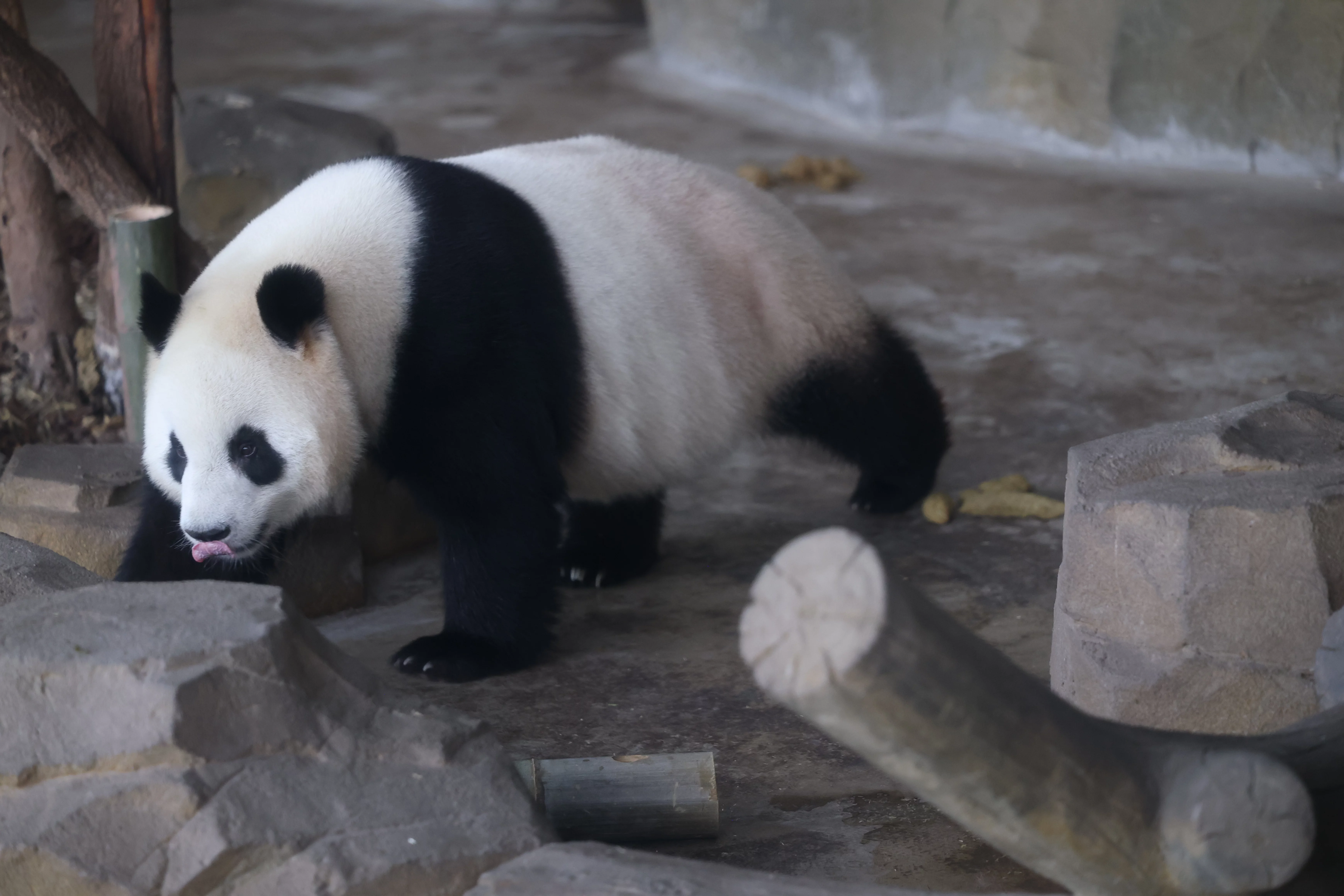 Chengdu Research Base of Giant Panda Breeding