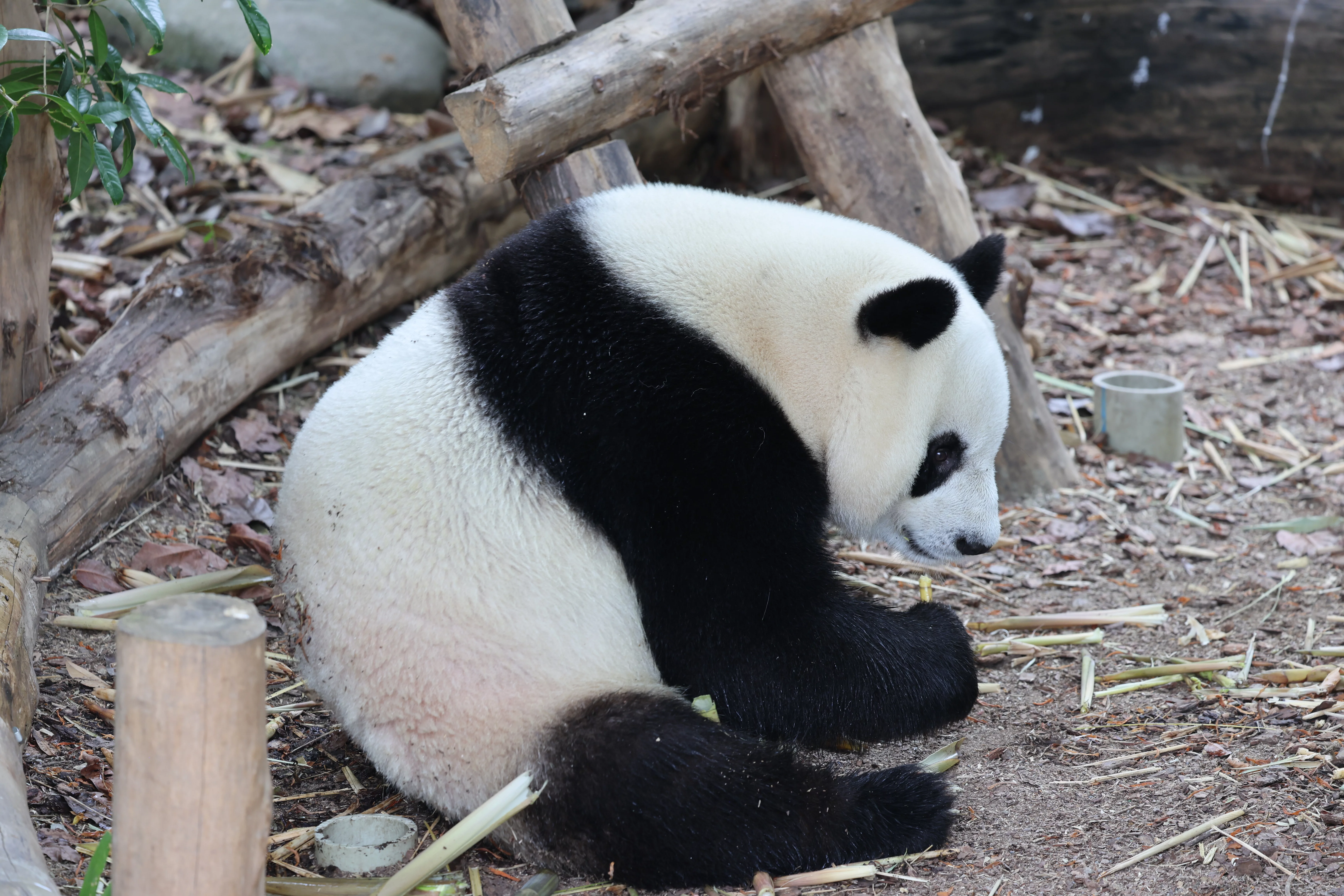 Chengdu Research Base of Giant Panda Breeding