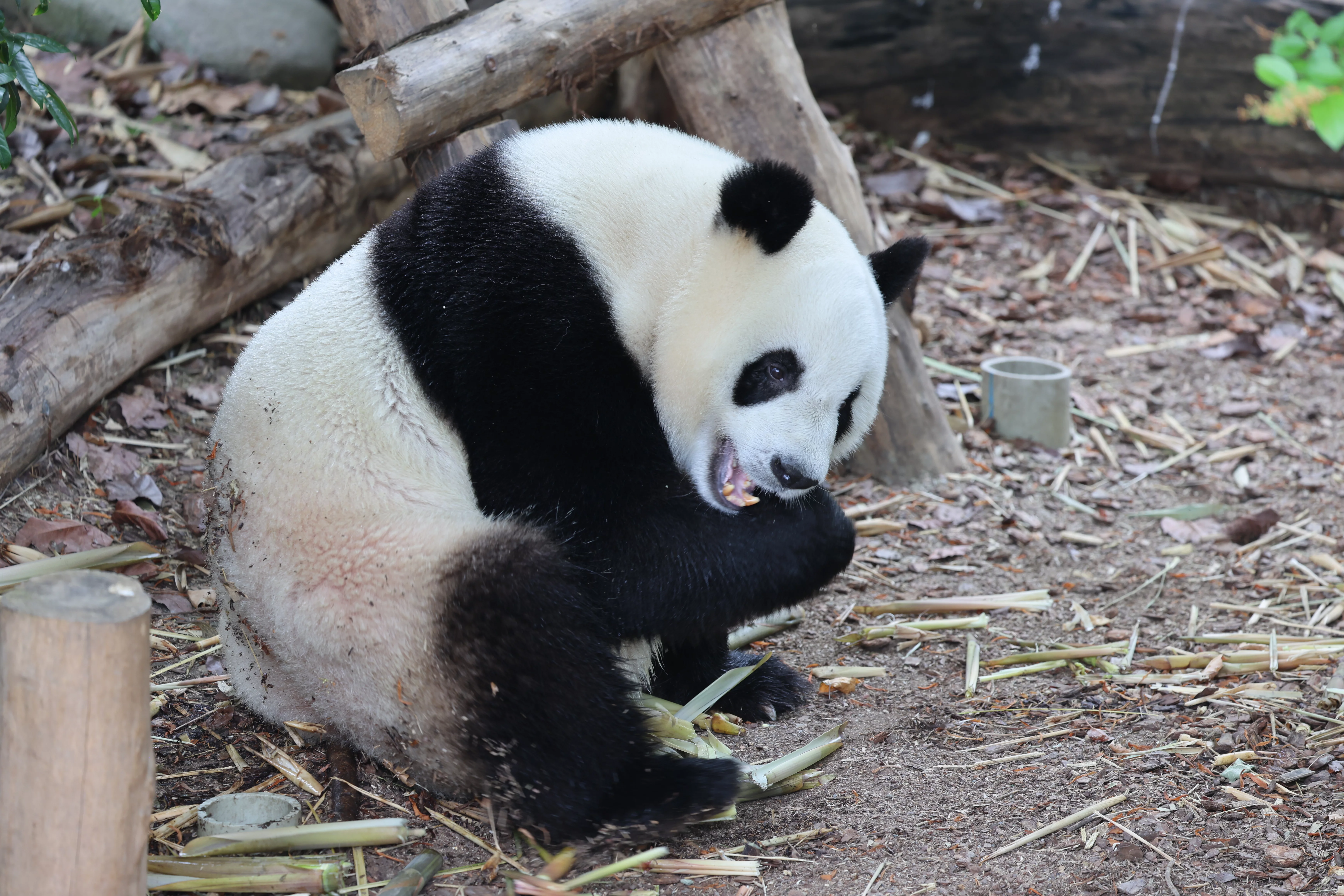 Chengdu Research Base of Giant Panda Breeding