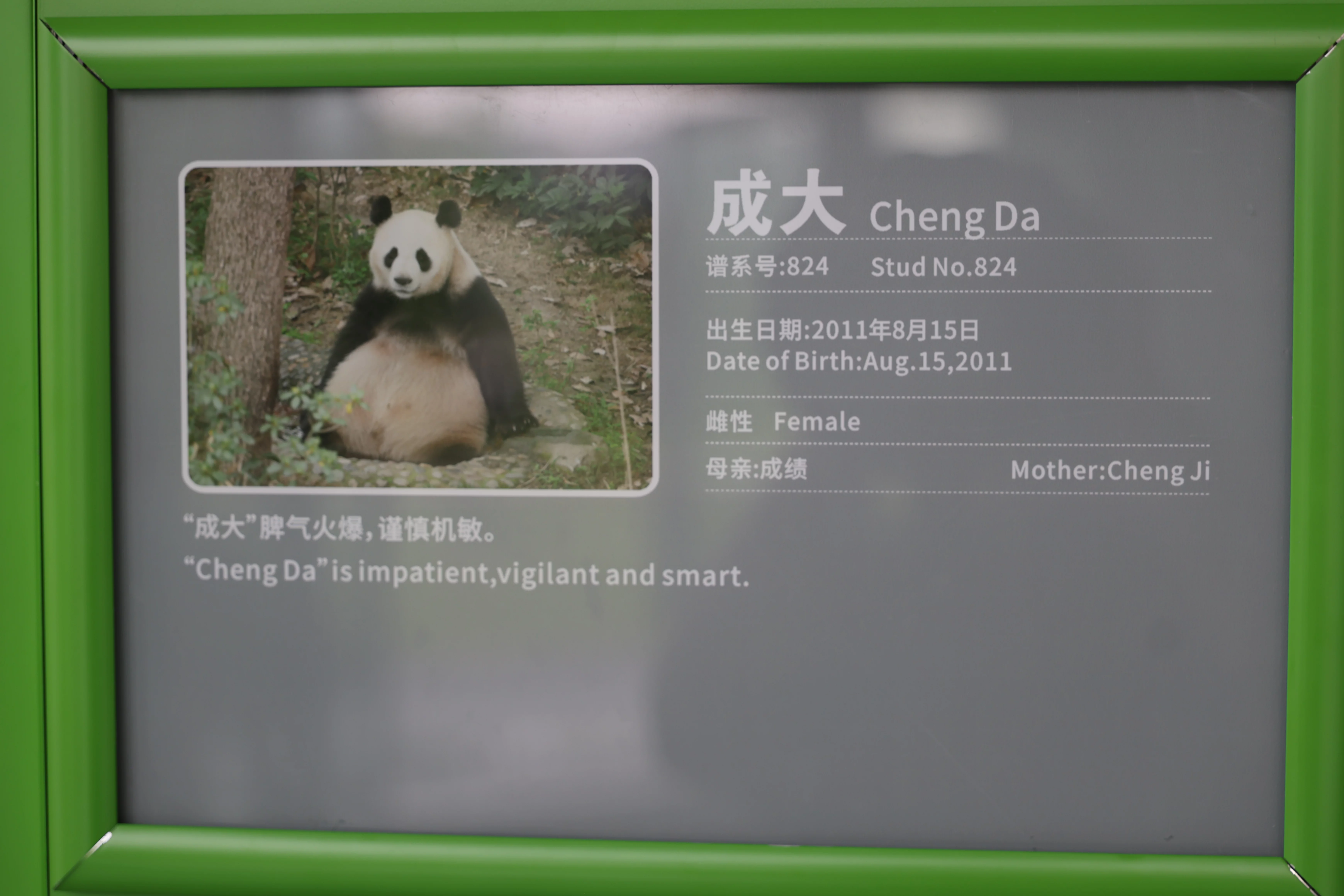 Chengdu Research Base of Giant Panda Breeding