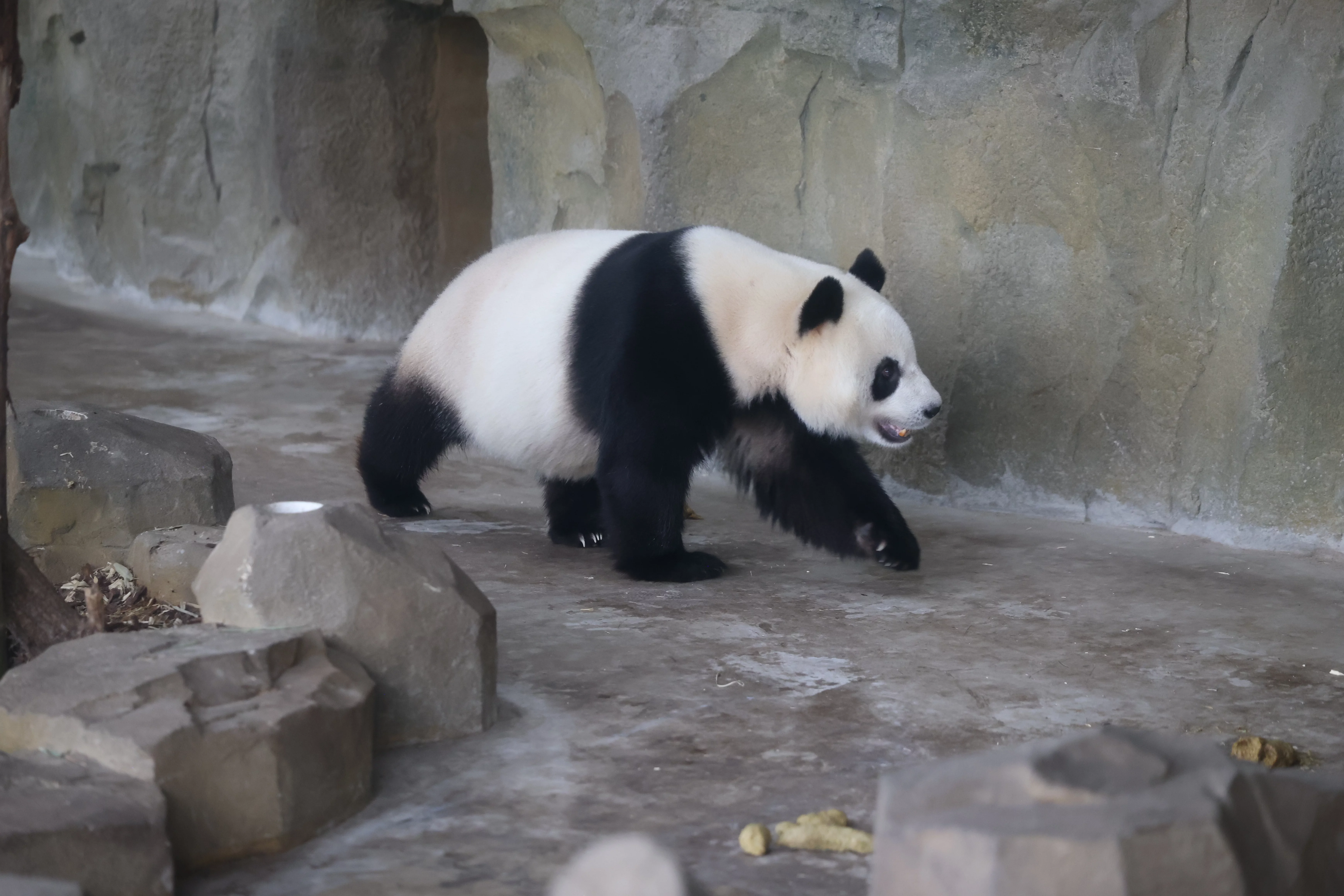 Chengdu Research Base of Giant Panda Breeding