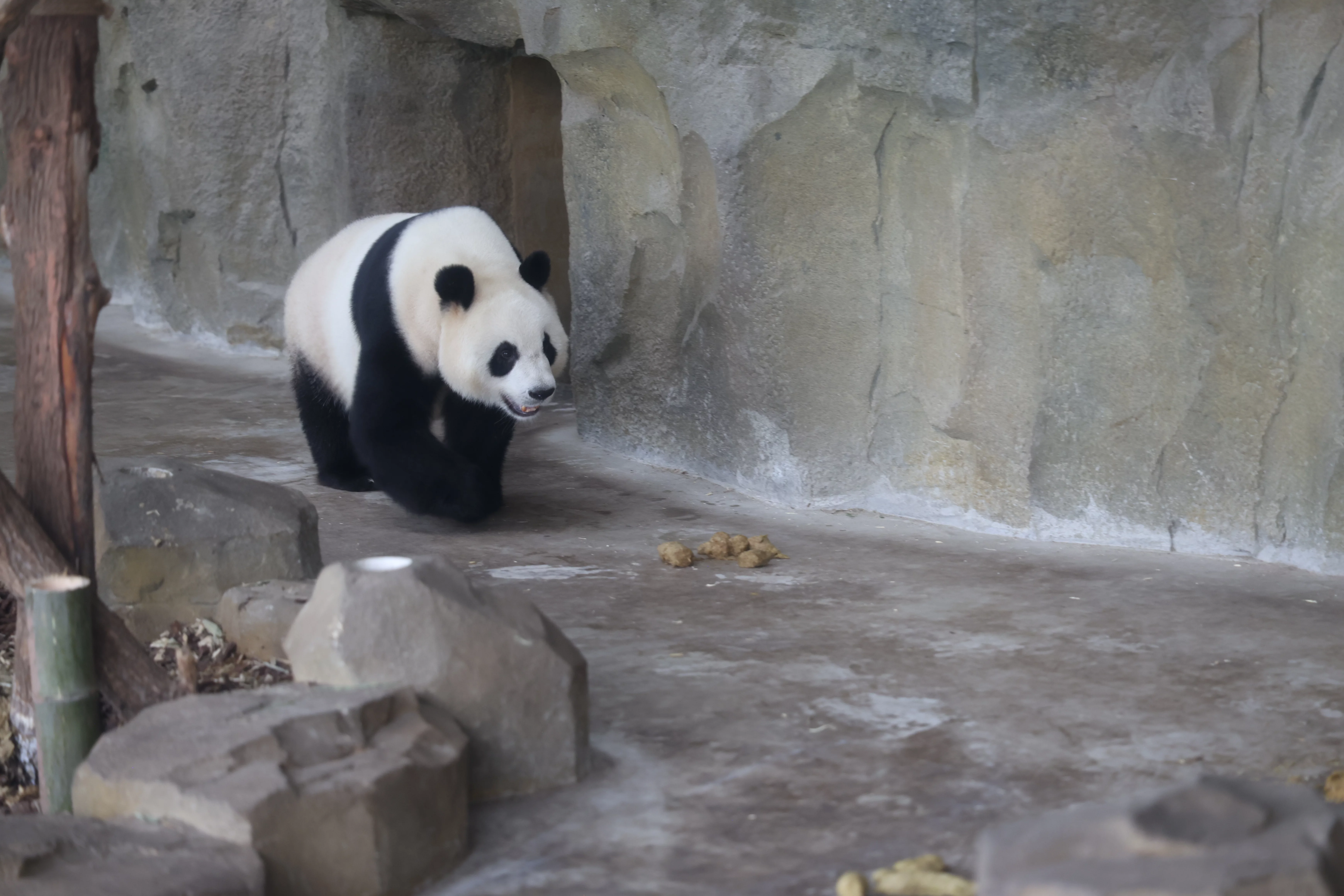 Chengdu Research Base of Giant Panda Breeding