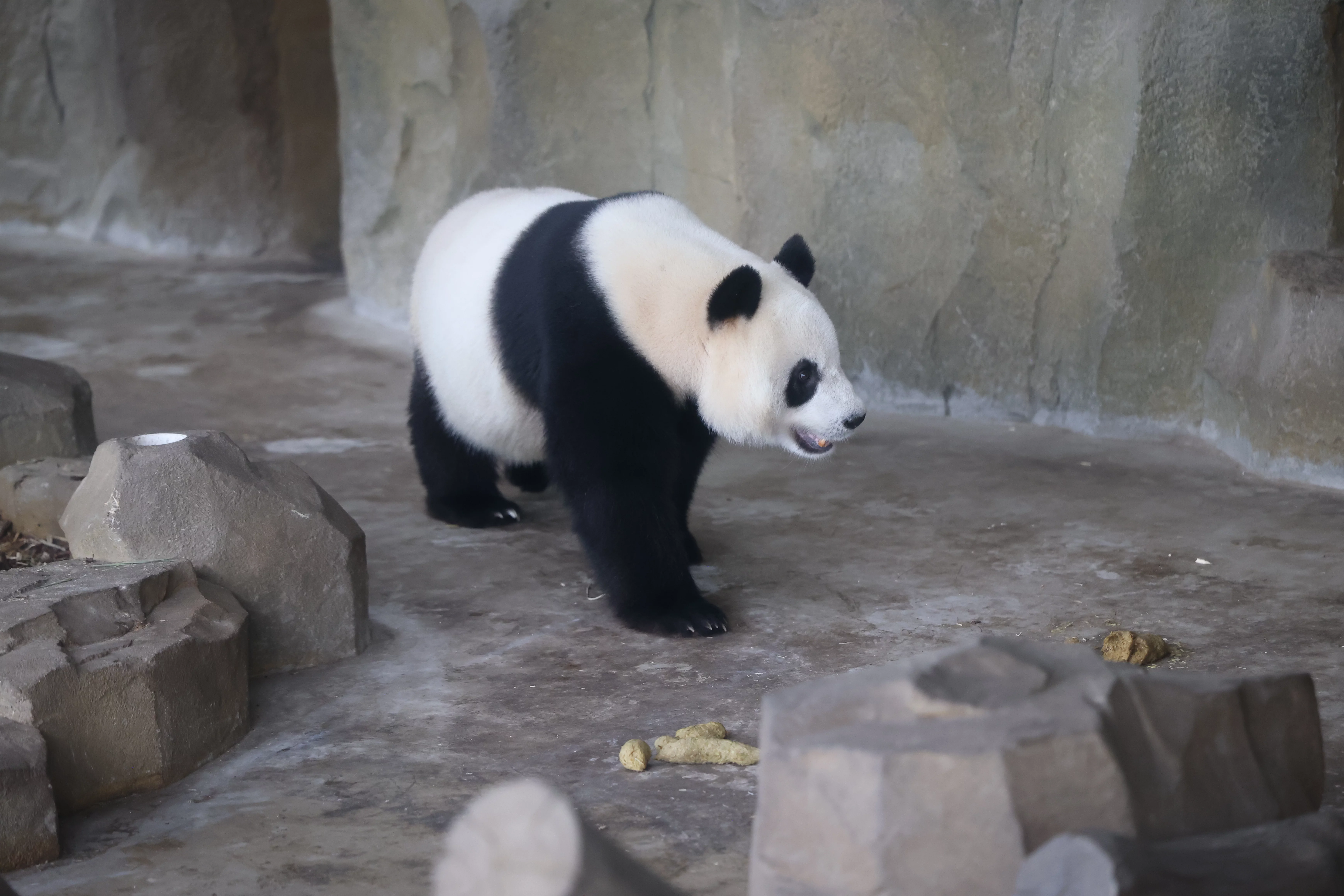 Chengdu Research Base of Giant Panda Breeding