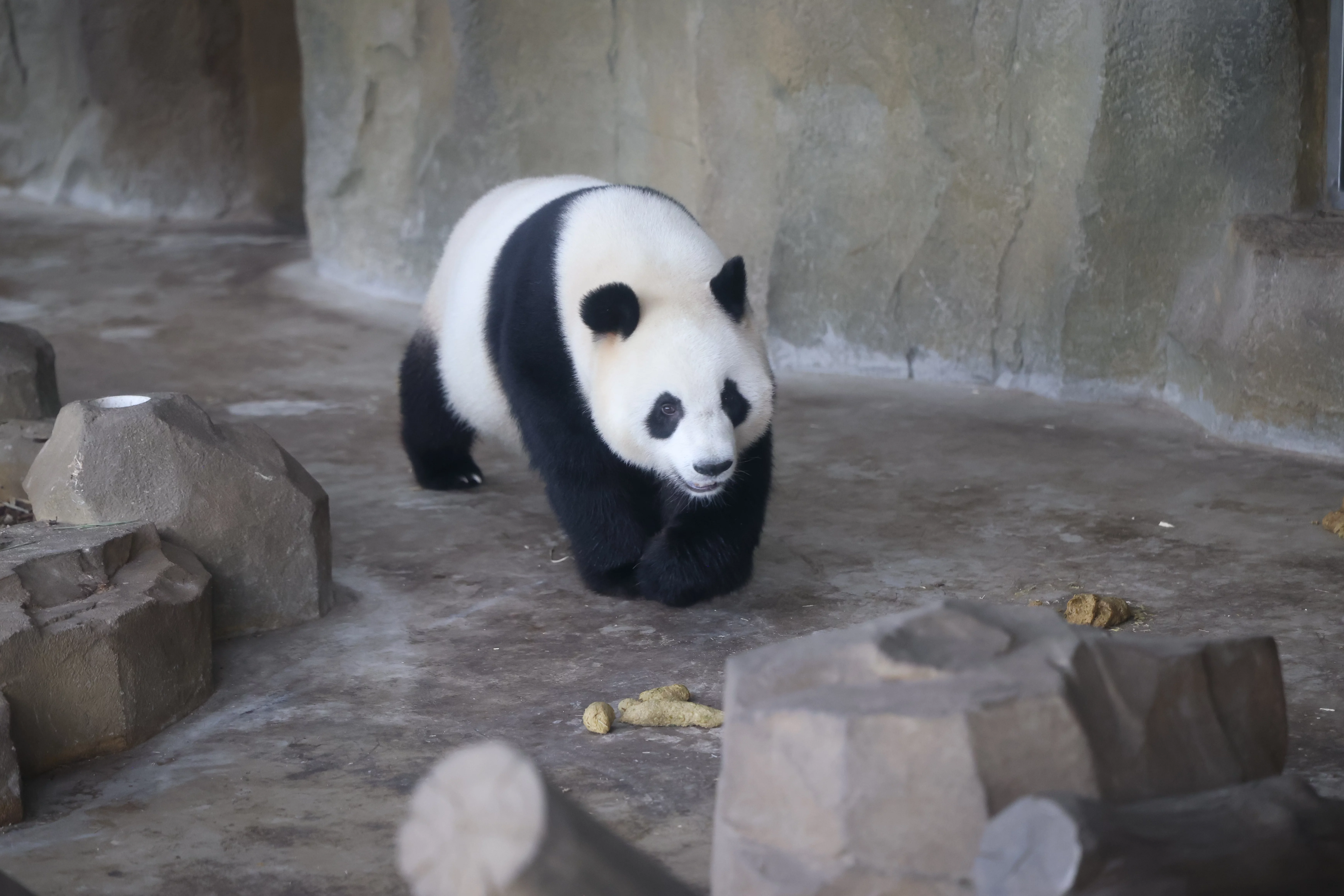 Chengdu Research Base of Giant Panda Breeding