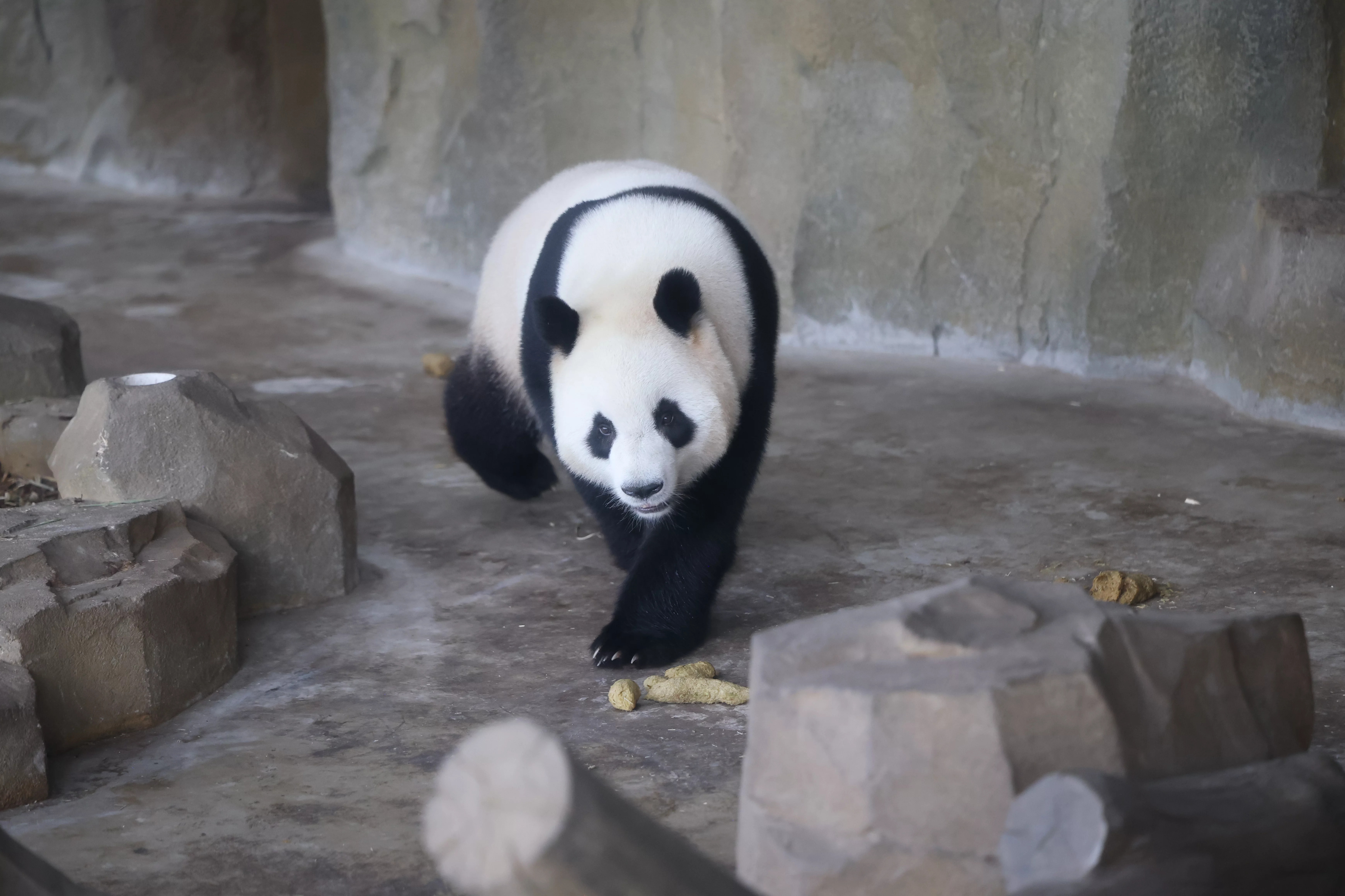 Chengdu Research Base of Giant Panda Breeding