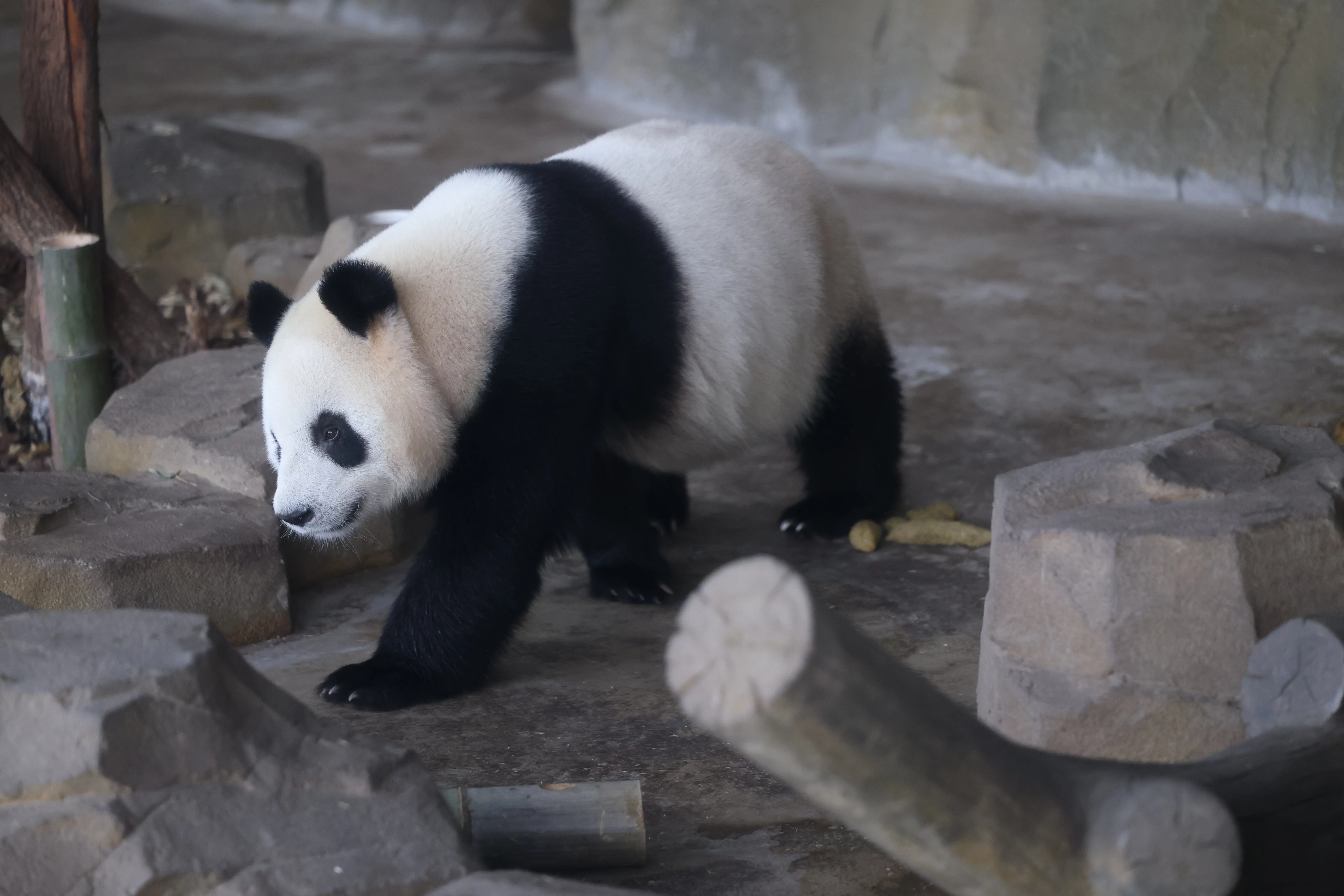 Chengdu Research Base of Giant Panda Breeding