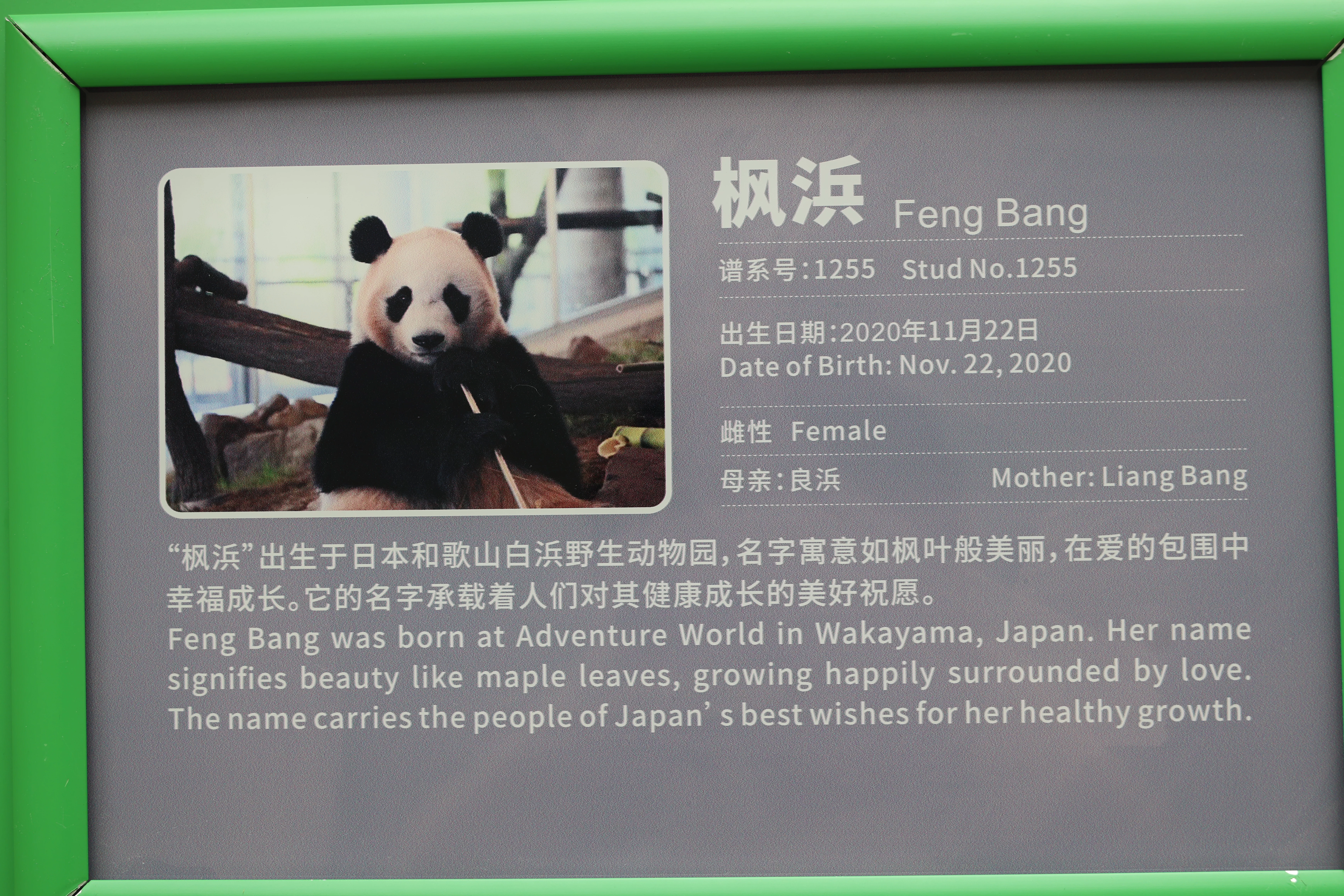 Chengdu Research Base of Giant Panda Breeding