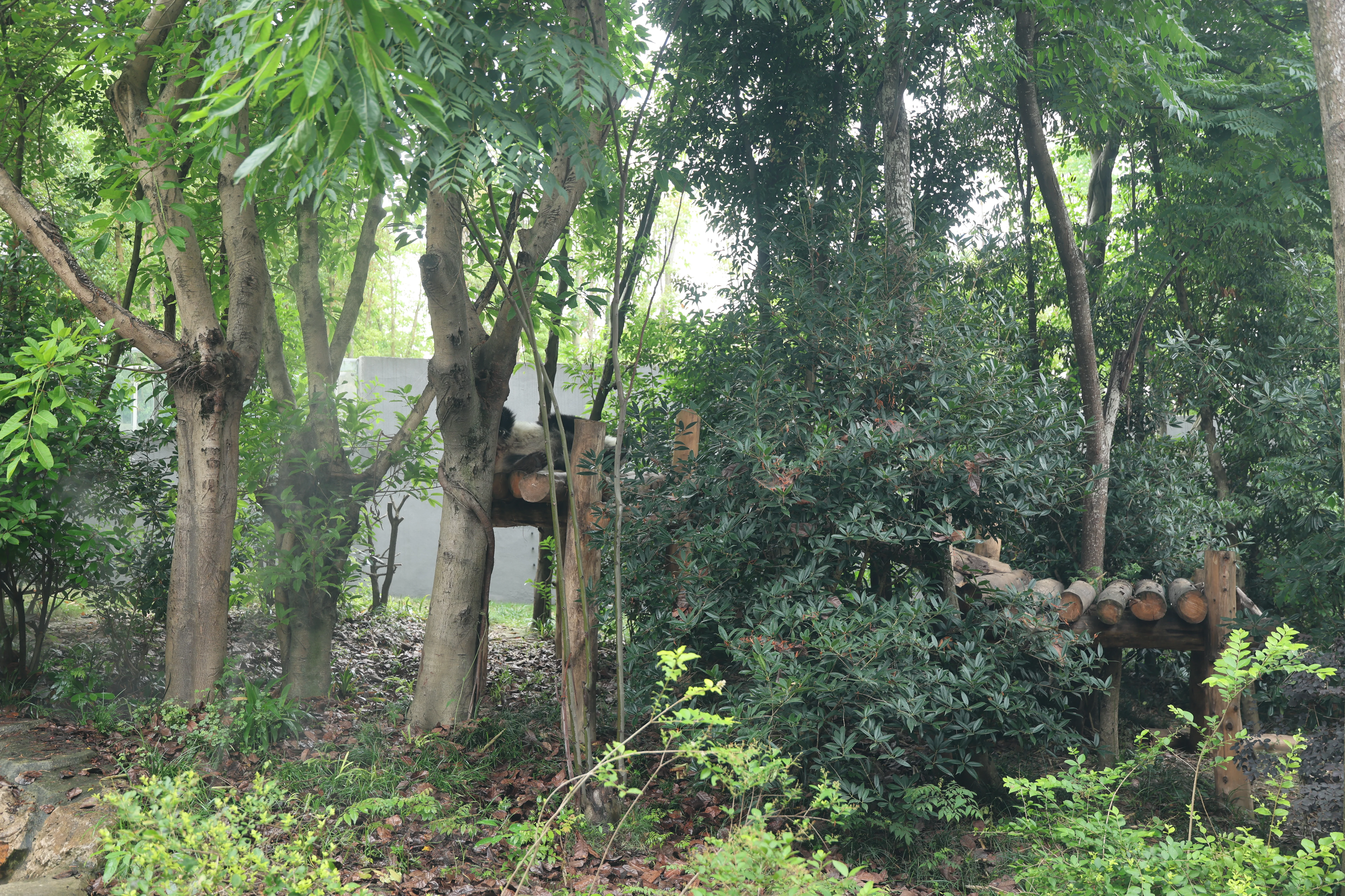 Chengdu Research Base of Giant Panda Breeding