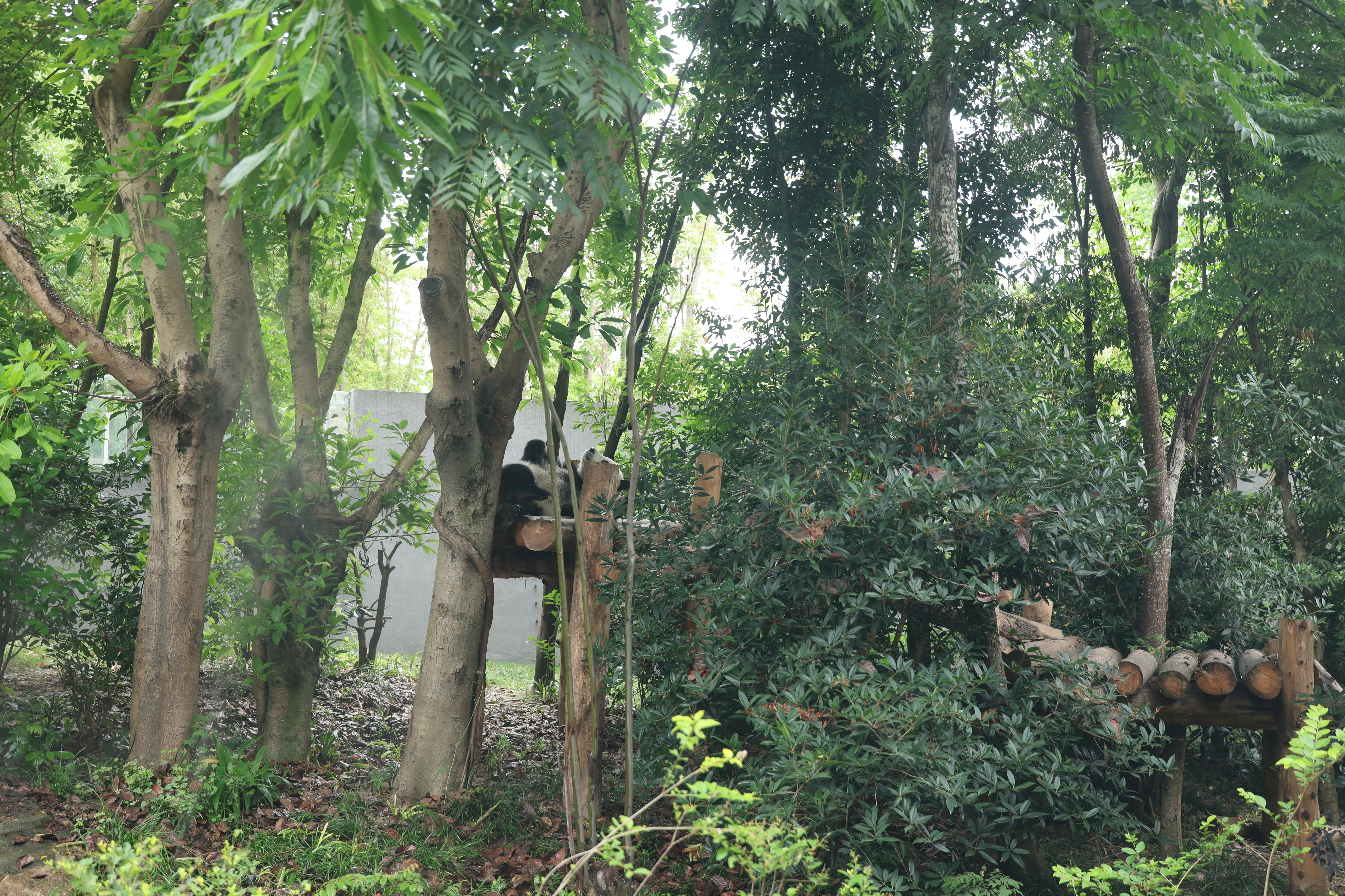 Chengdu Research Base of Giant Panda Breeding