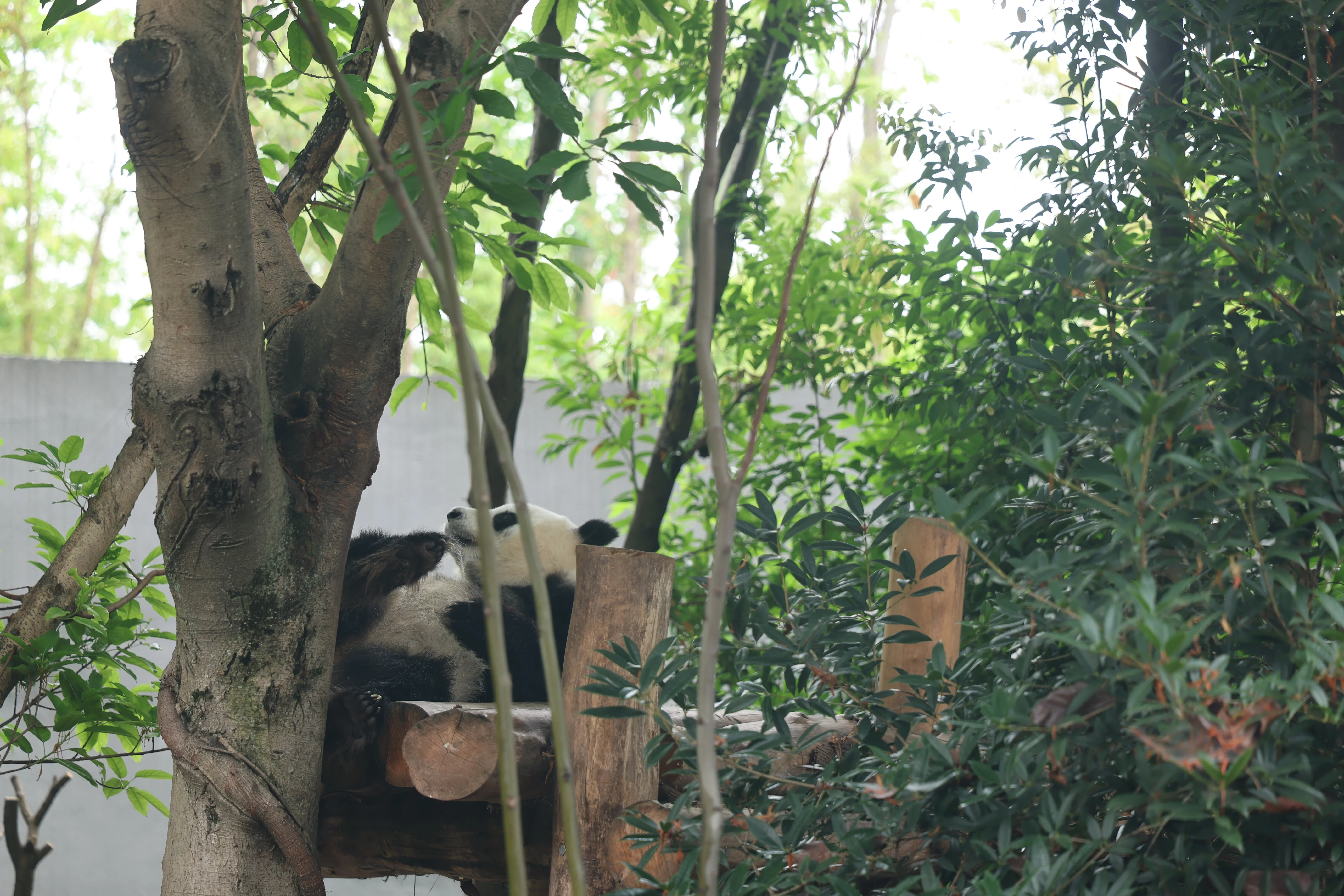 Chengdu Research Base of Giant Panda Breeding
