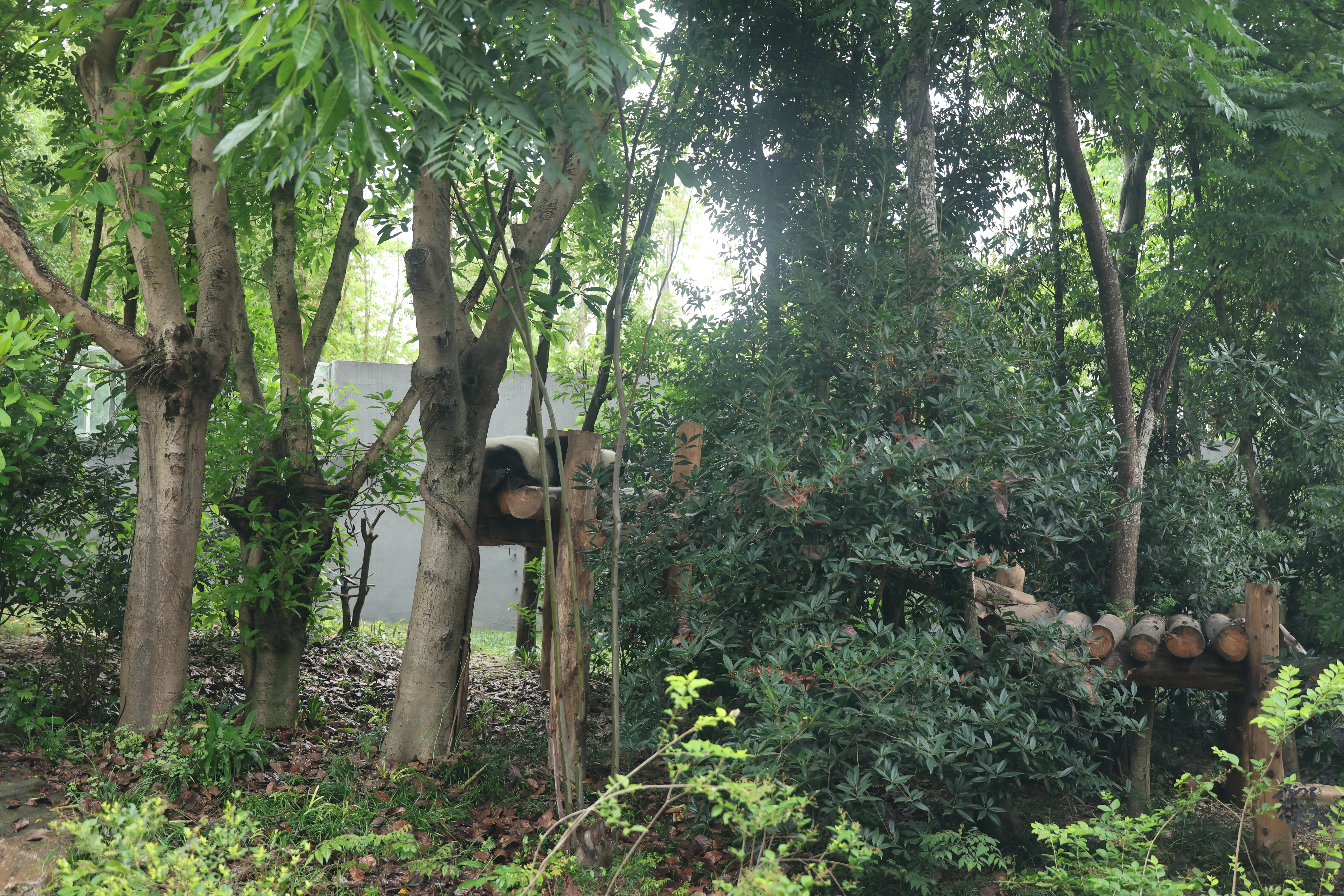 Chengdu Research Base of Giant Panda Breeding