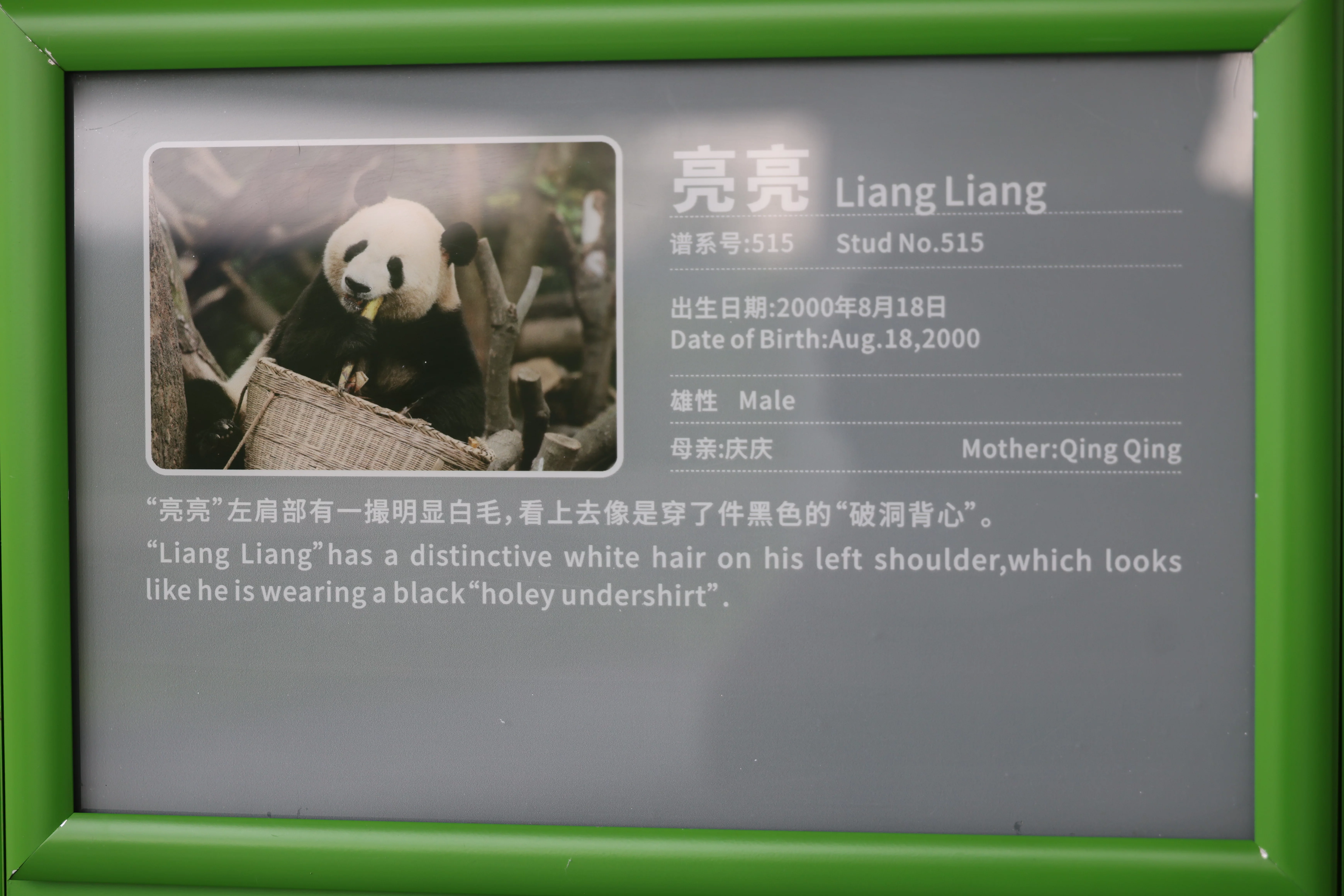 Chengdu Research Base of Giant Panda Breeding