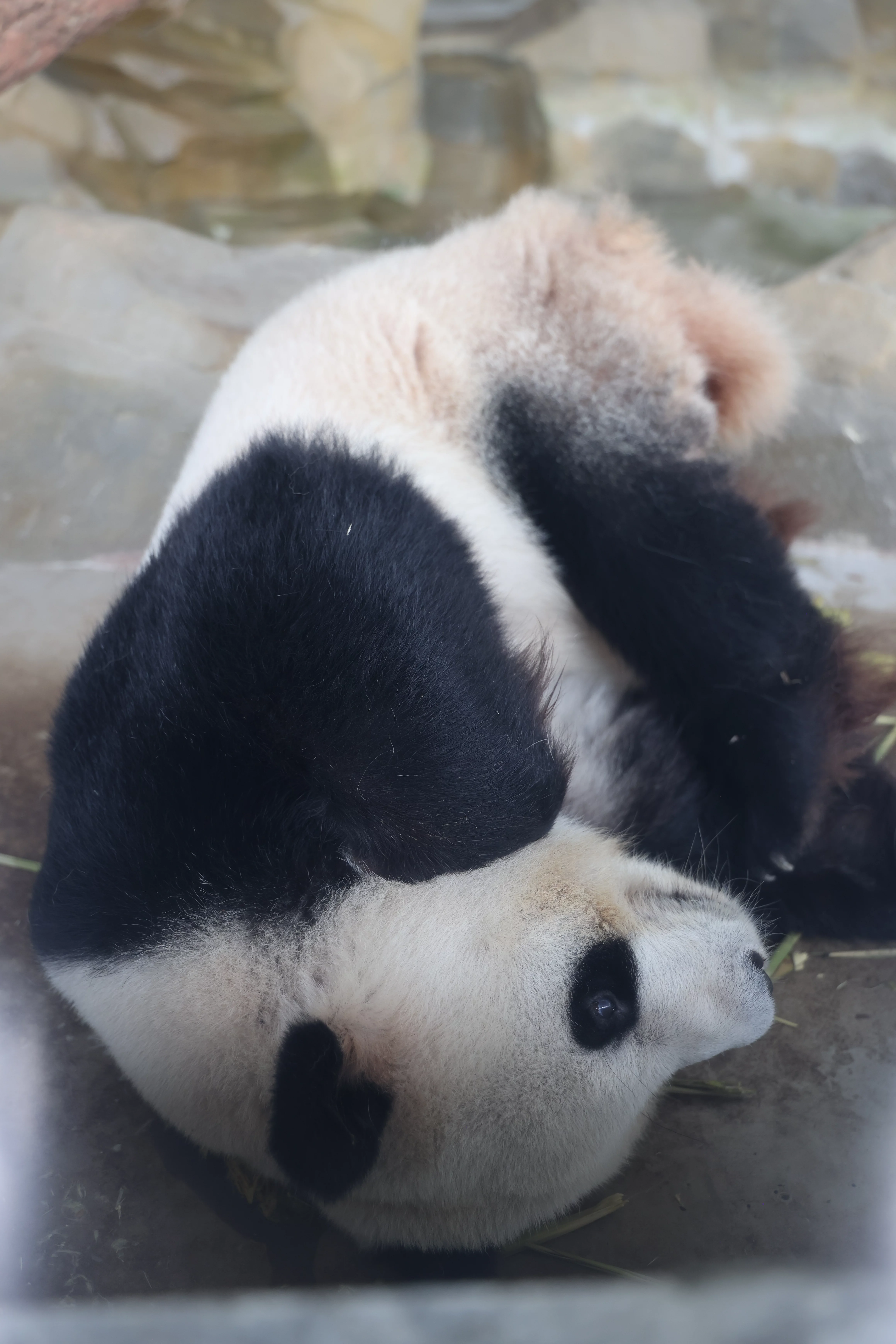 Chengdu Research Base of Giant Panda Breeding