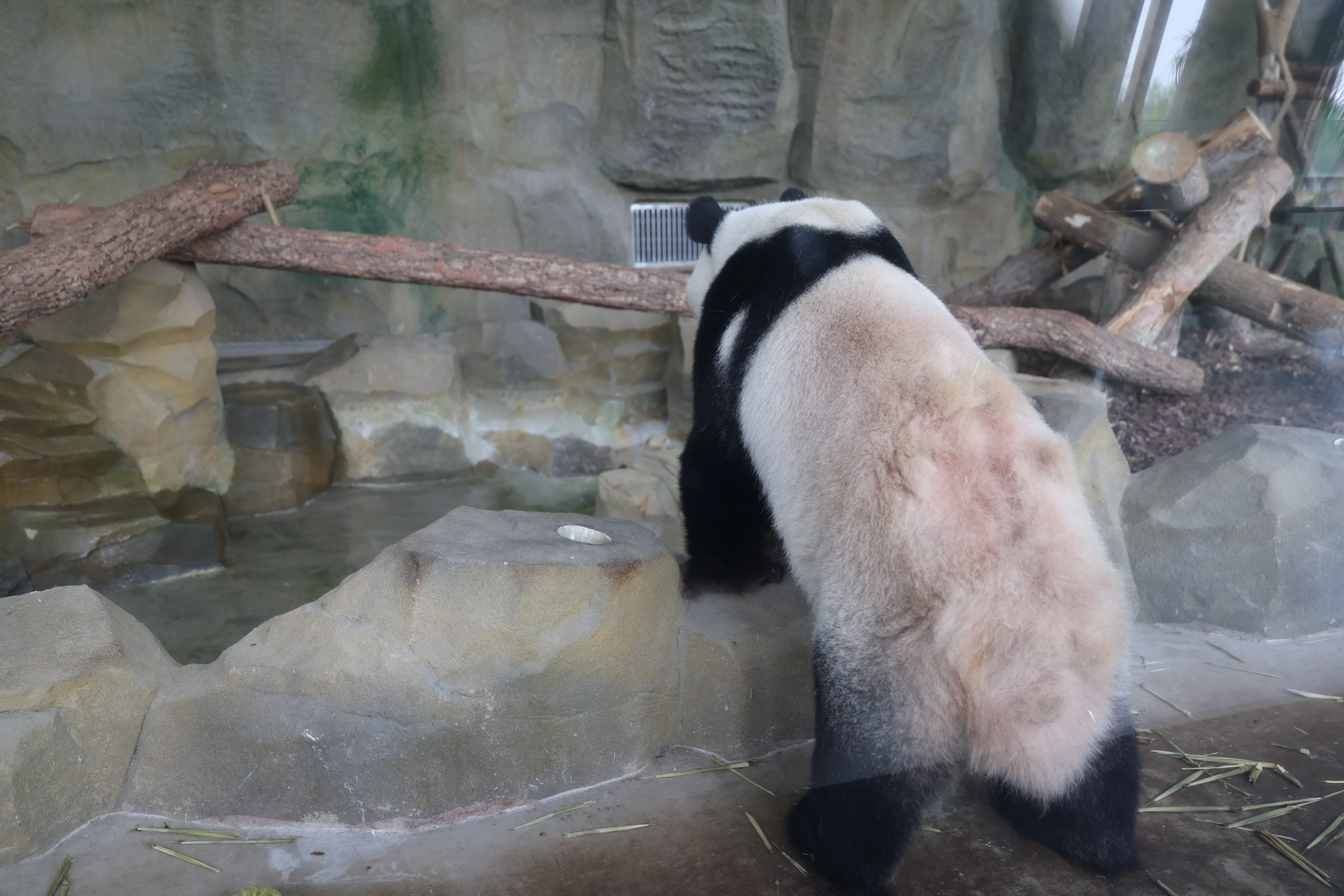 Chengdu Research Base of Giant Panda Breeding