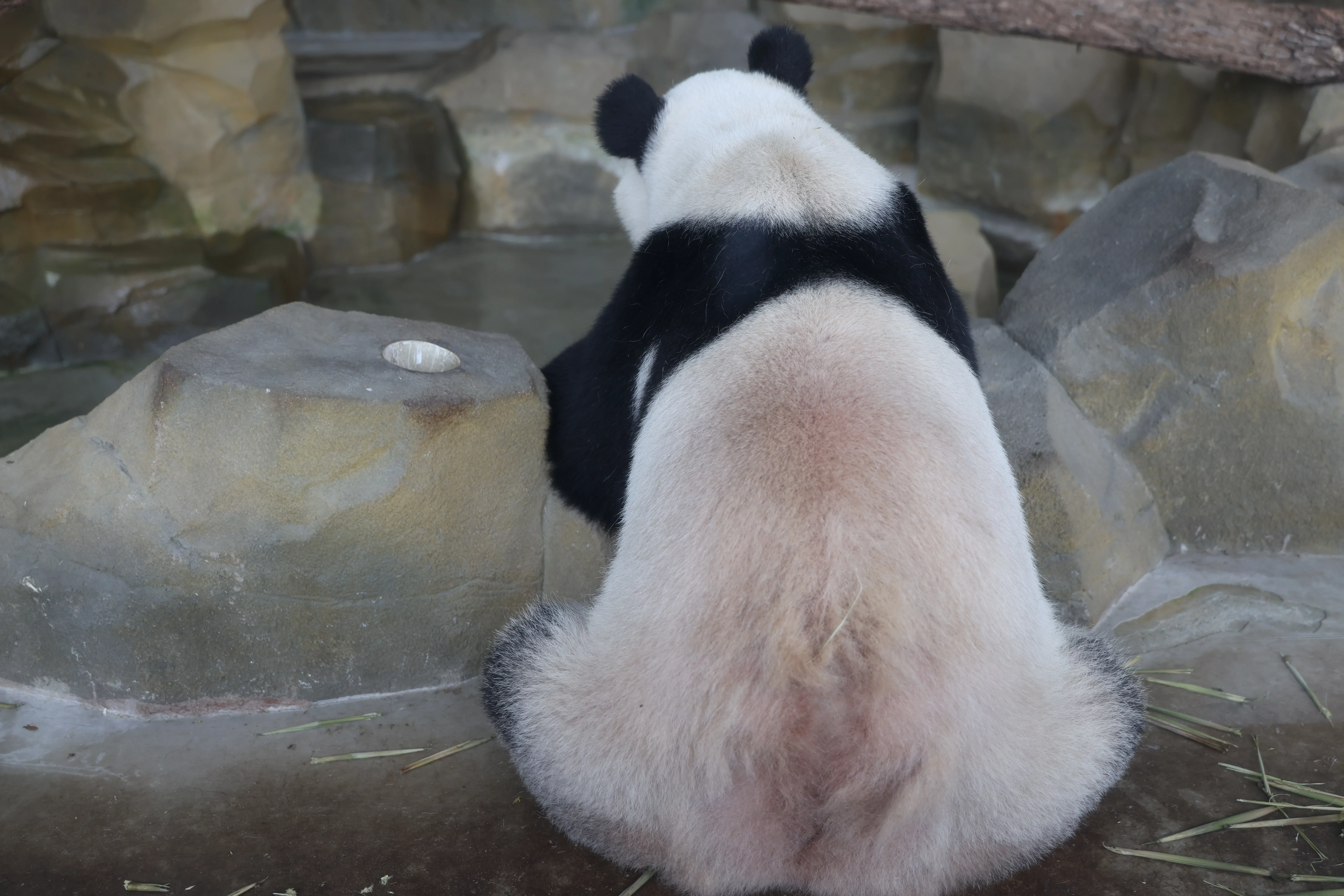 Chengdu Research Base of Giant Panda Breeding