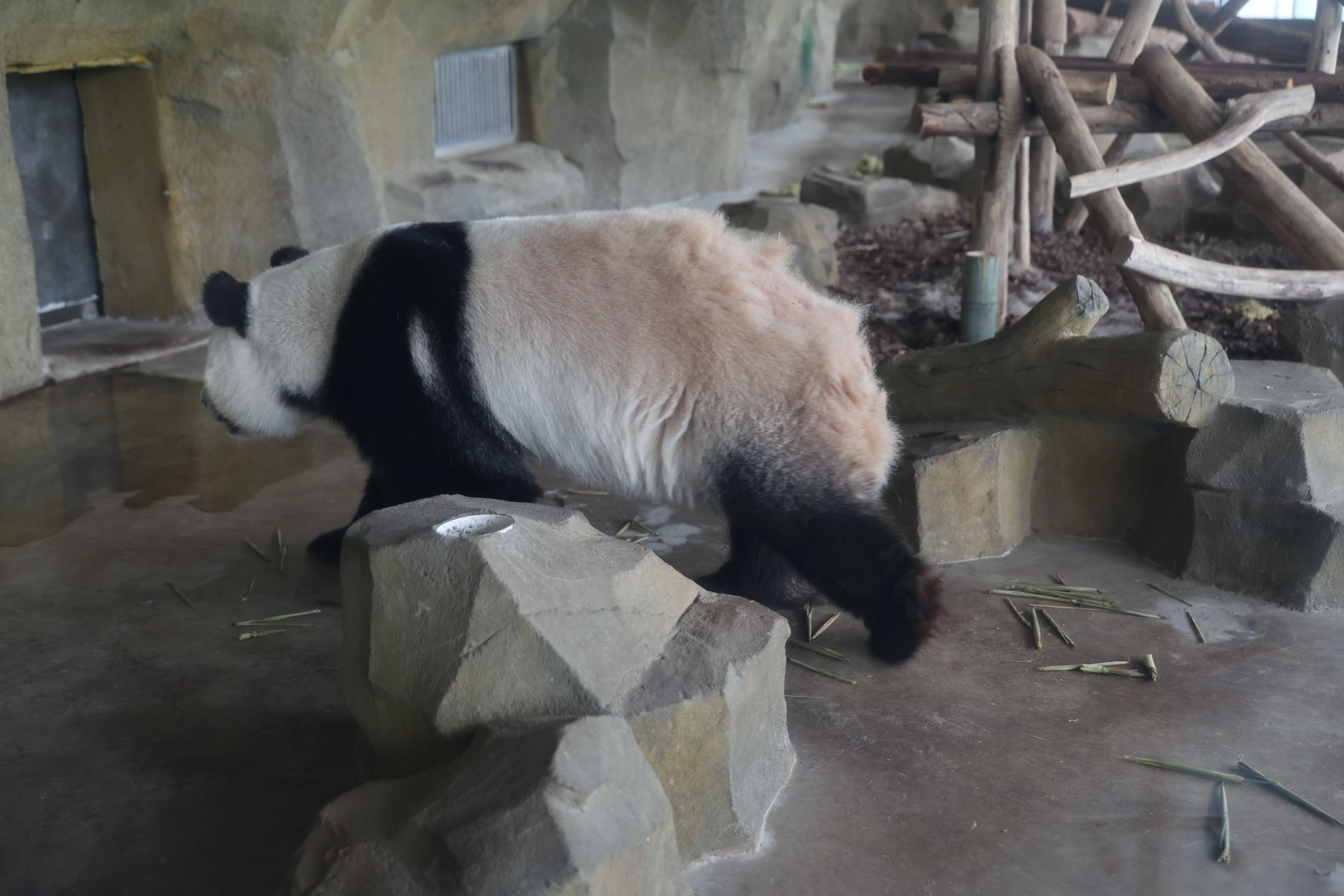 Chengdu Research Base of Giant Panda Breeding