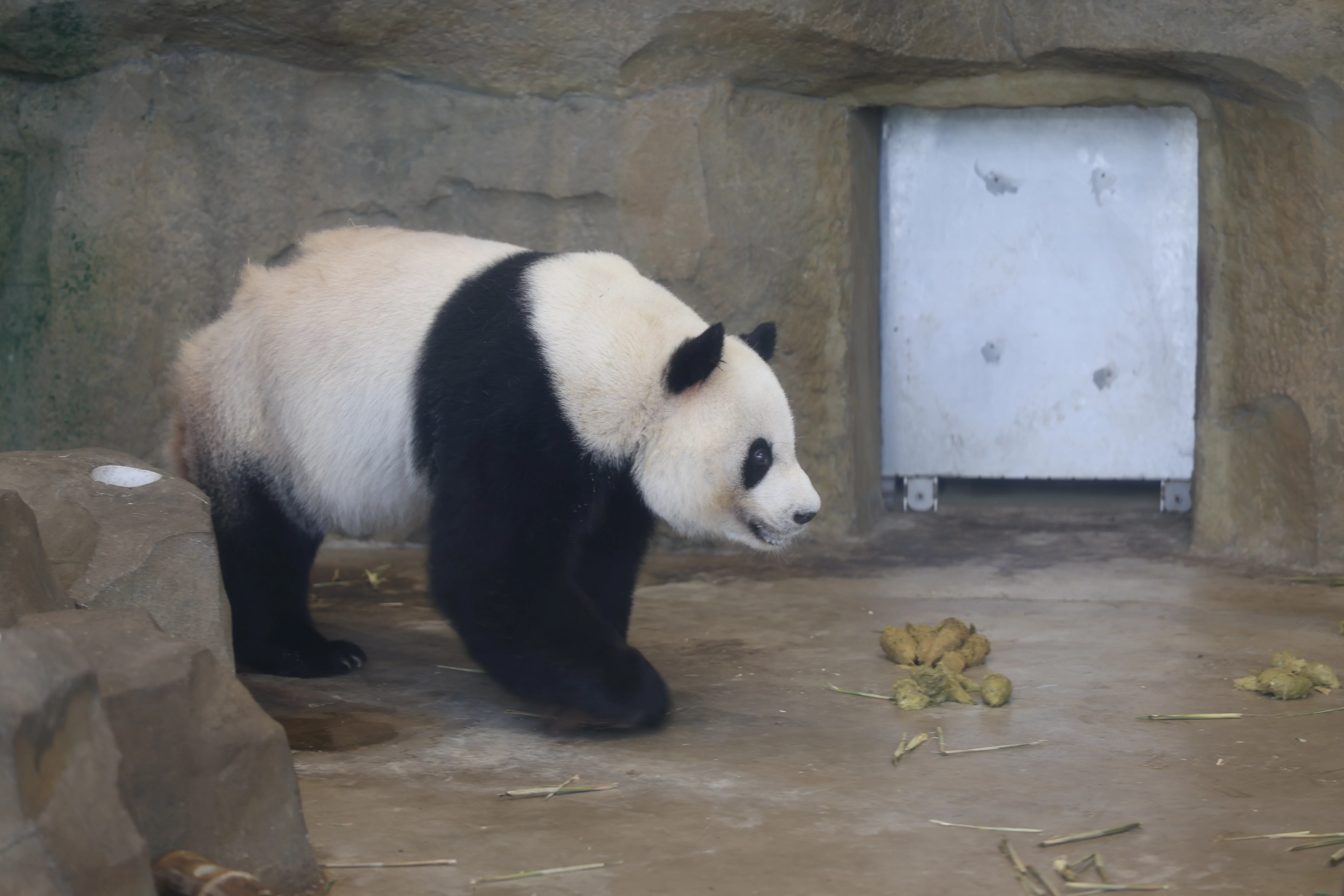 Chengdu Research Base of Giant Panda Breeding