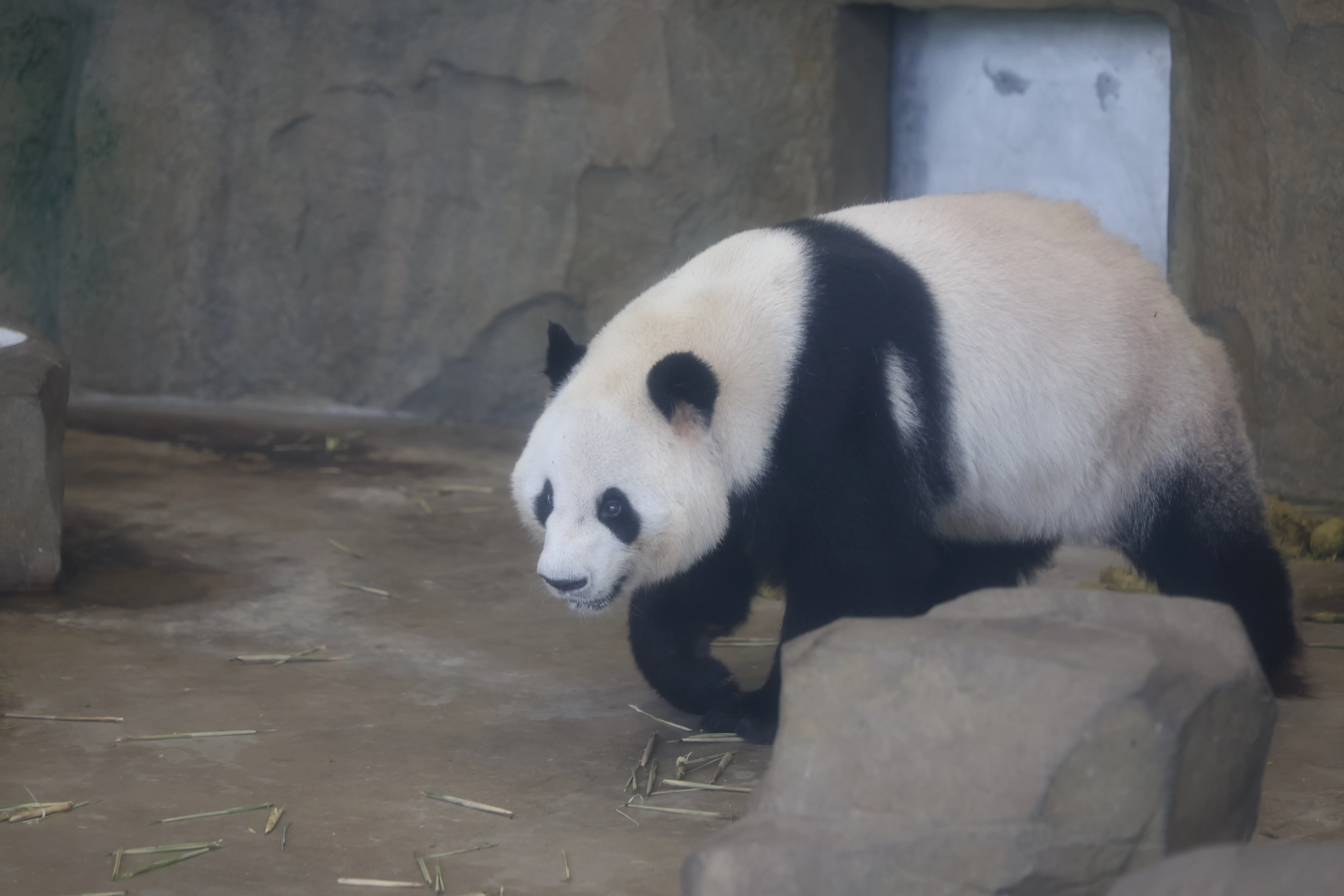 Chengdu Research Base of Giant Panda Breeding