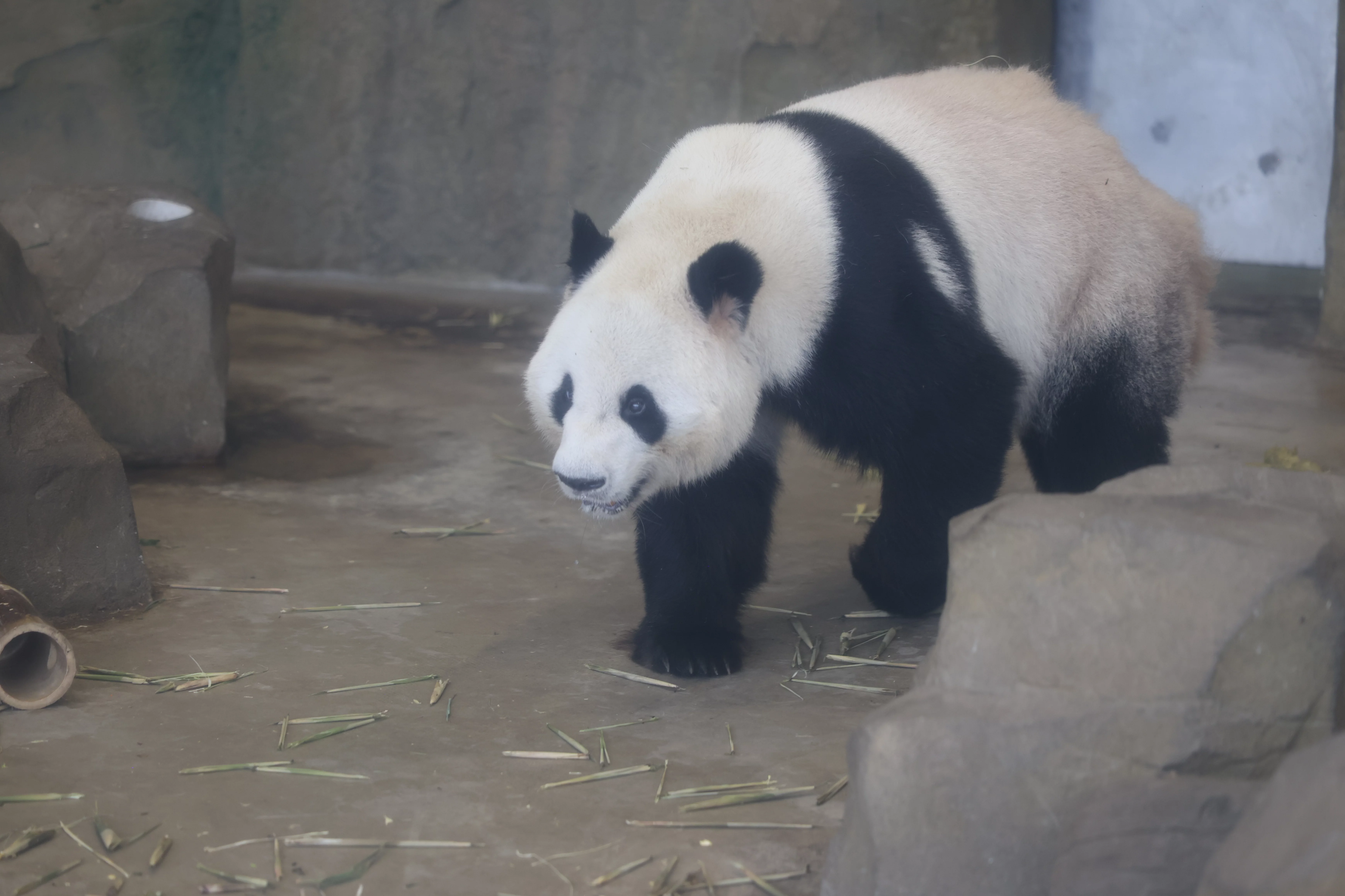 Chengdu Research Base of Giant Panda Breeding