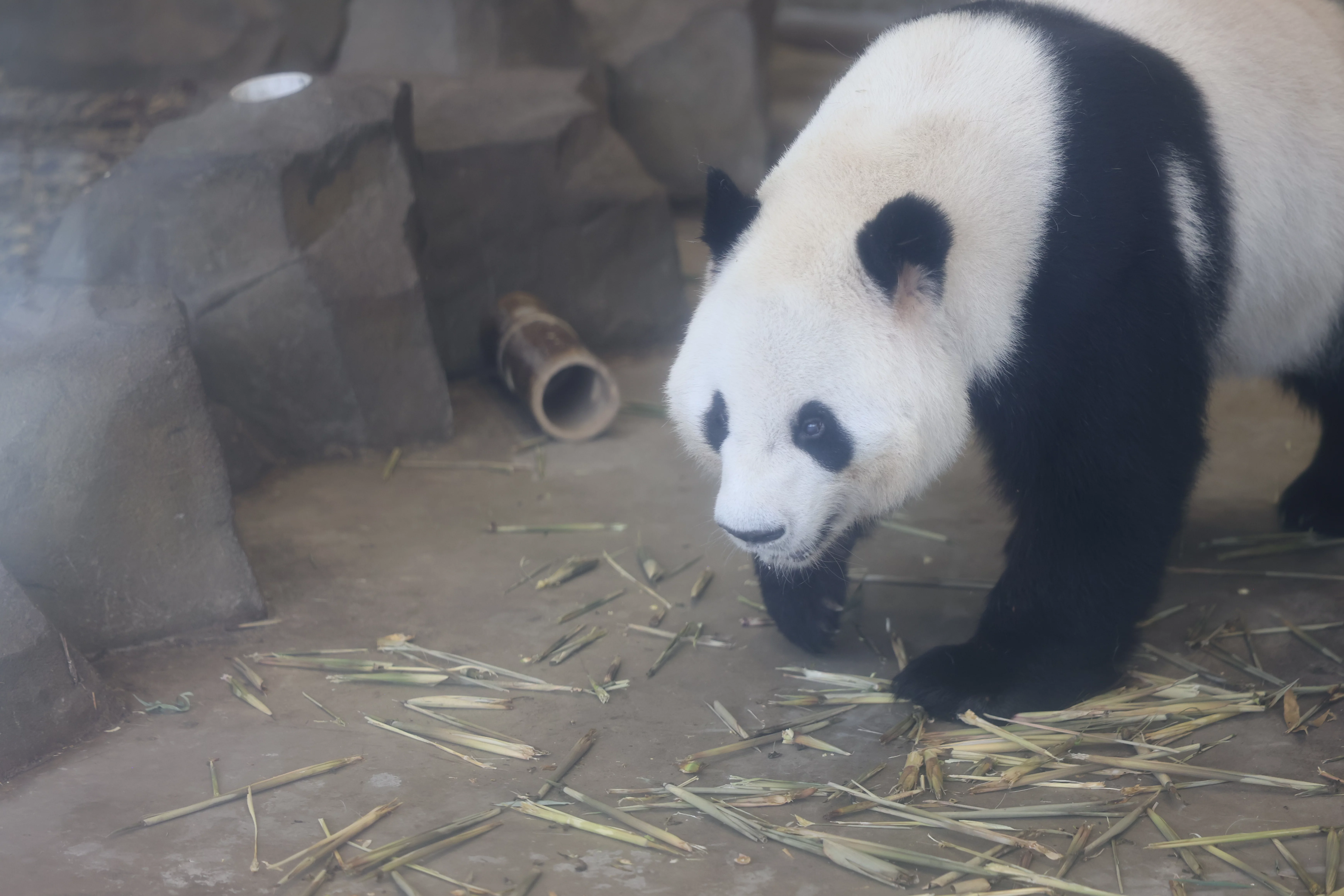 Chengdu Research Base of Giant Panda Breeding