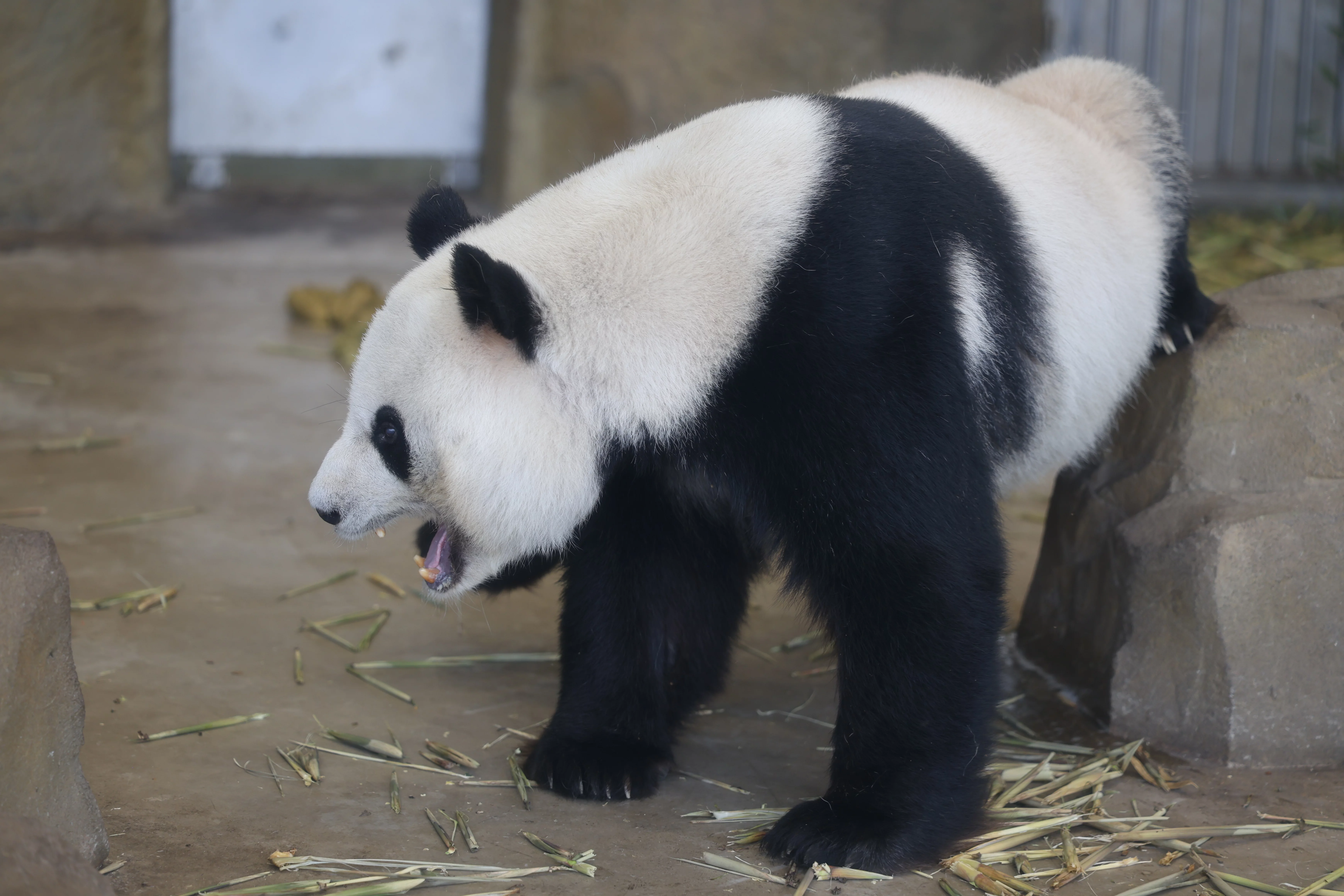 Chengdu Research Base of Giant Panda Breeding