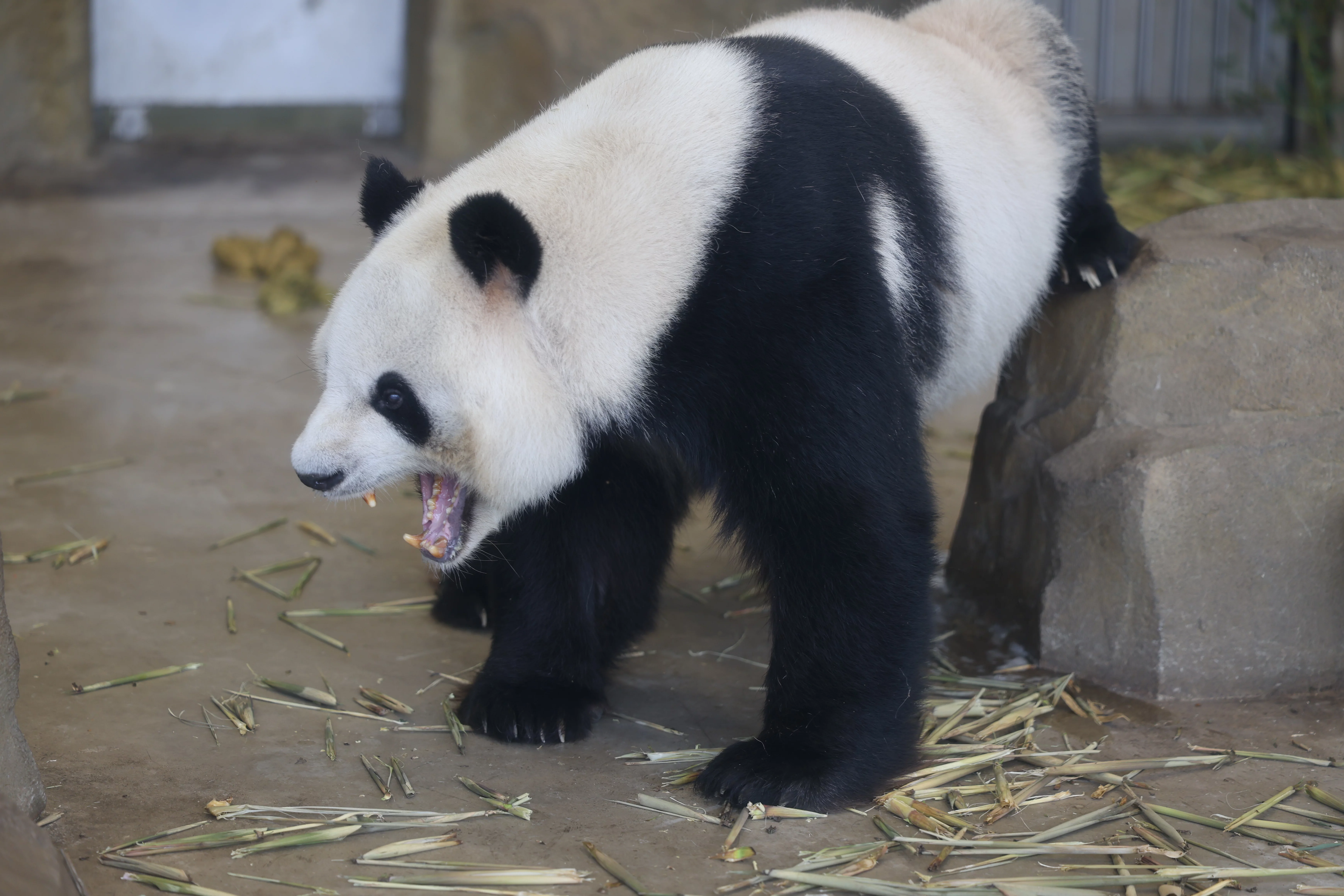 Chengdu Research Base of Giant Panda Breeding