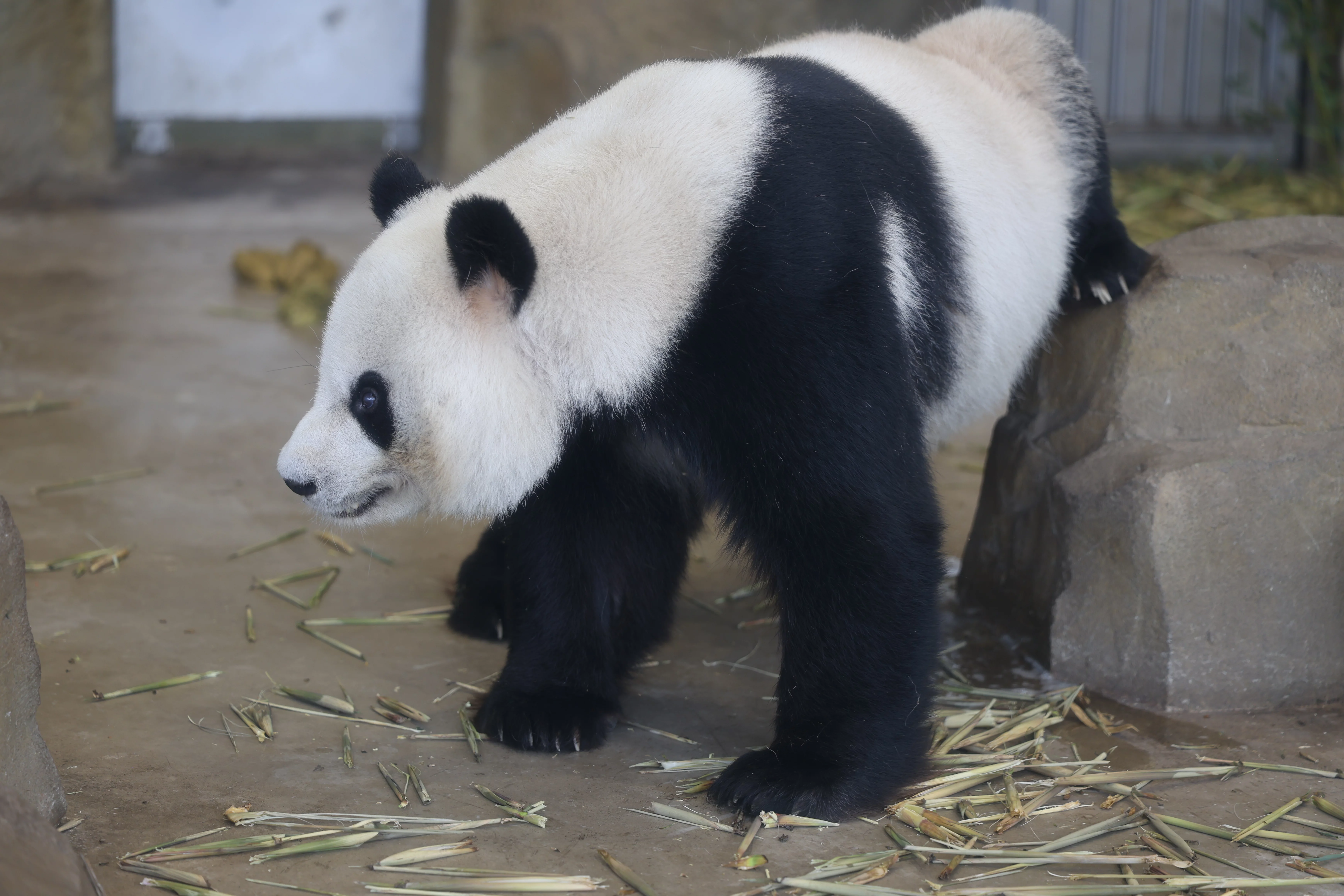 Chengdu Research Base of Giant Panda Breeding