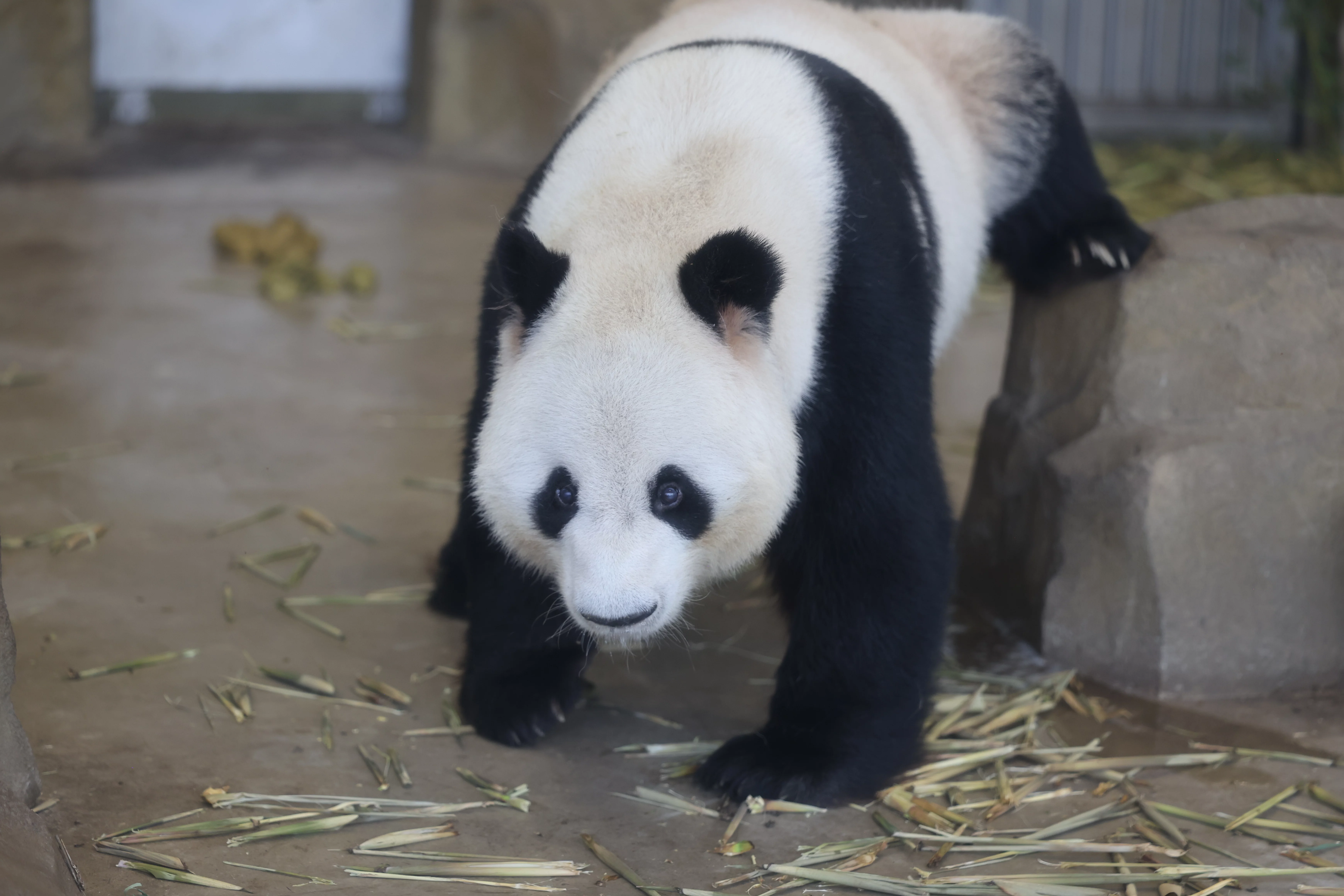 Chengdu Research Base of Giant Panda Breeding