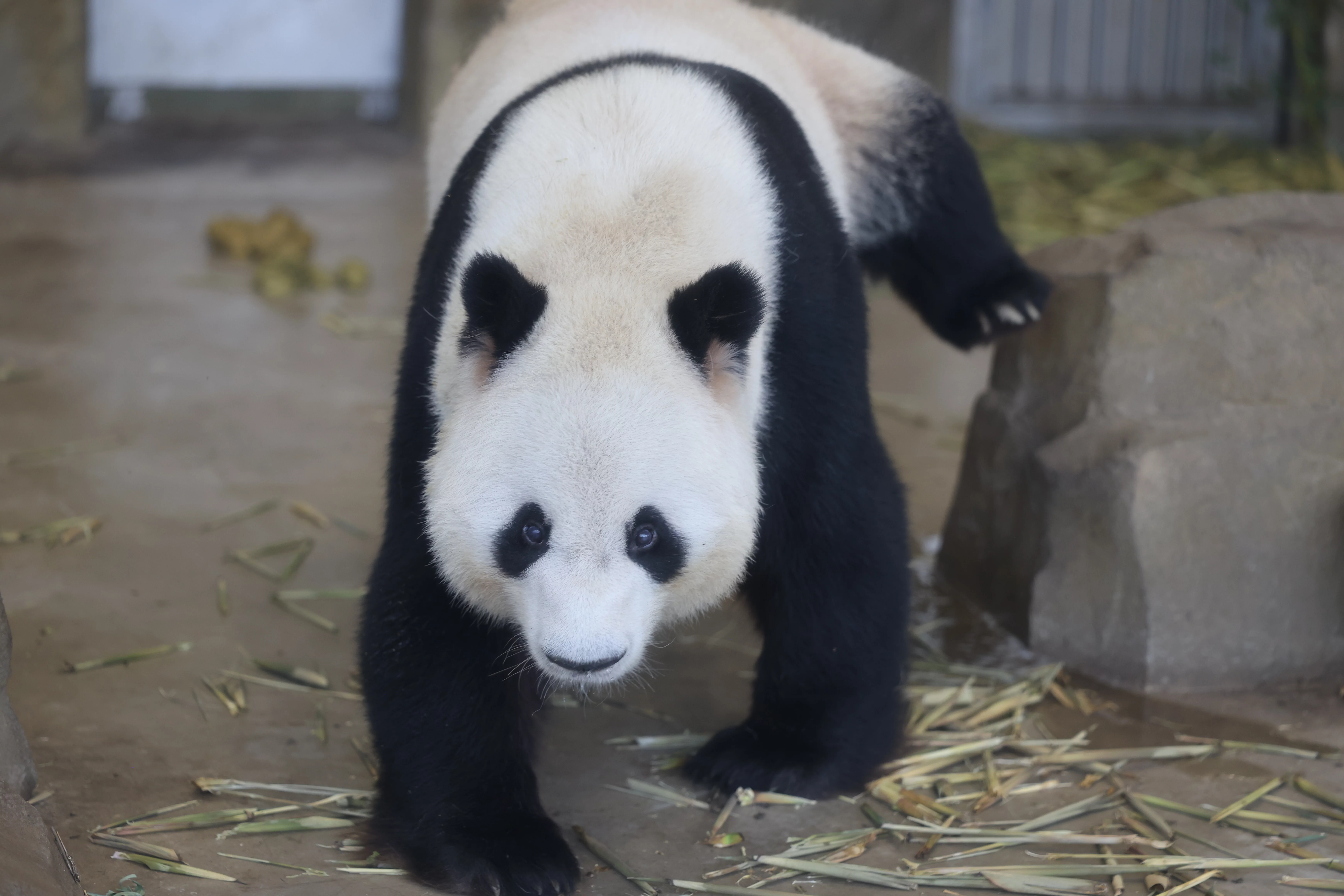 Chengdu Research Base of Giant Panda Breeding
