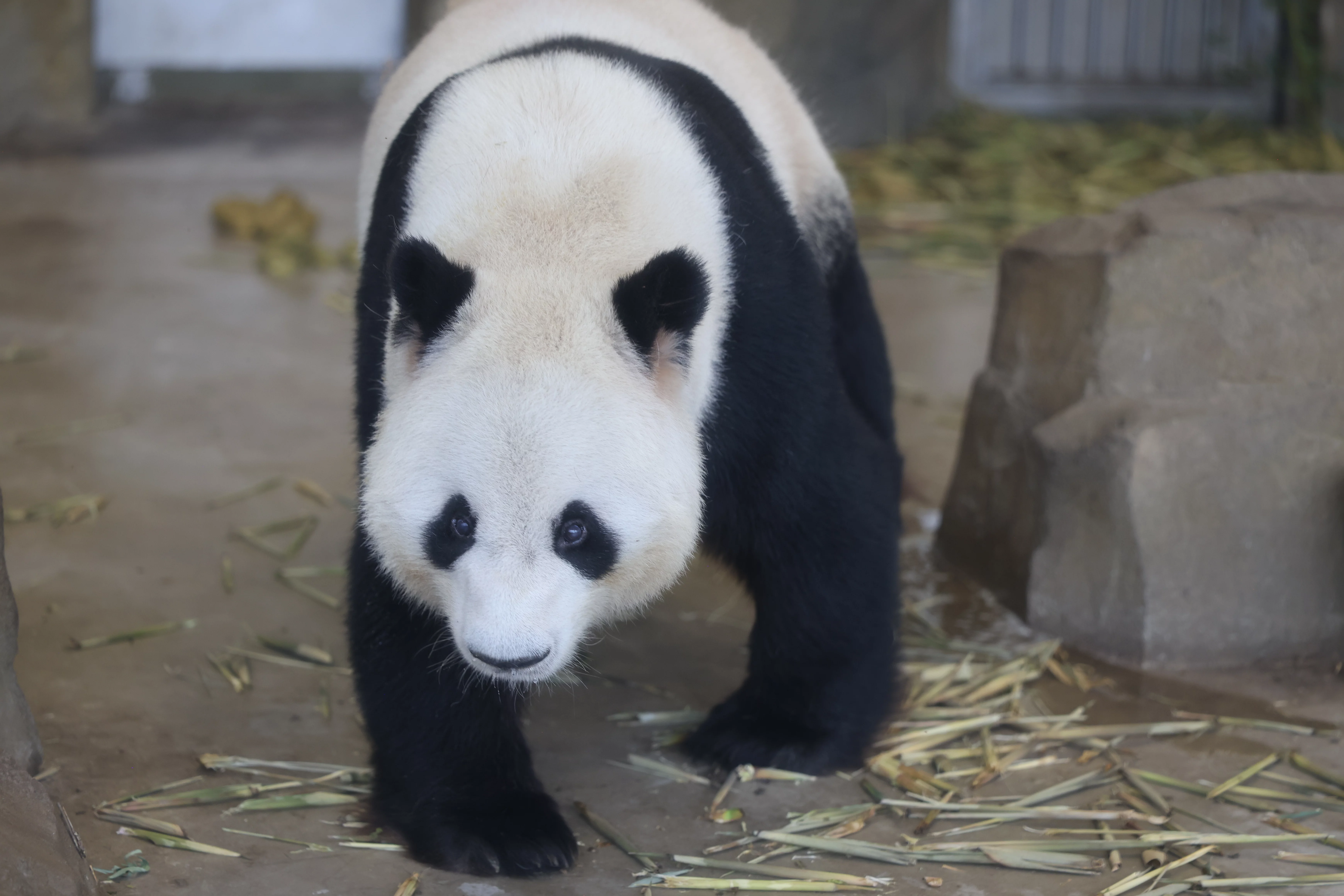 Chengdu Research Base of Giant Panda Breeding