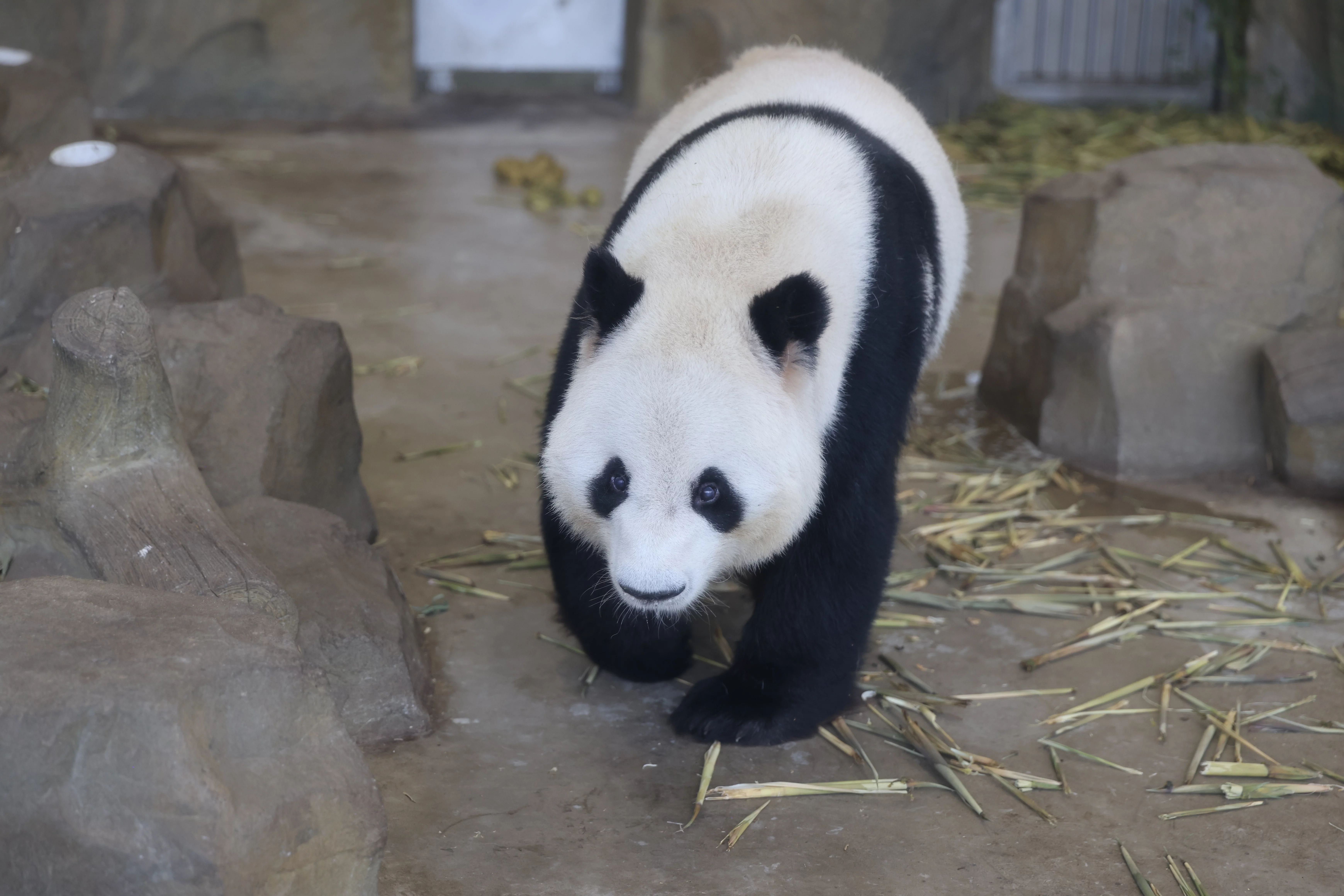 Chengdu Research Base of Giant Panda Breeding