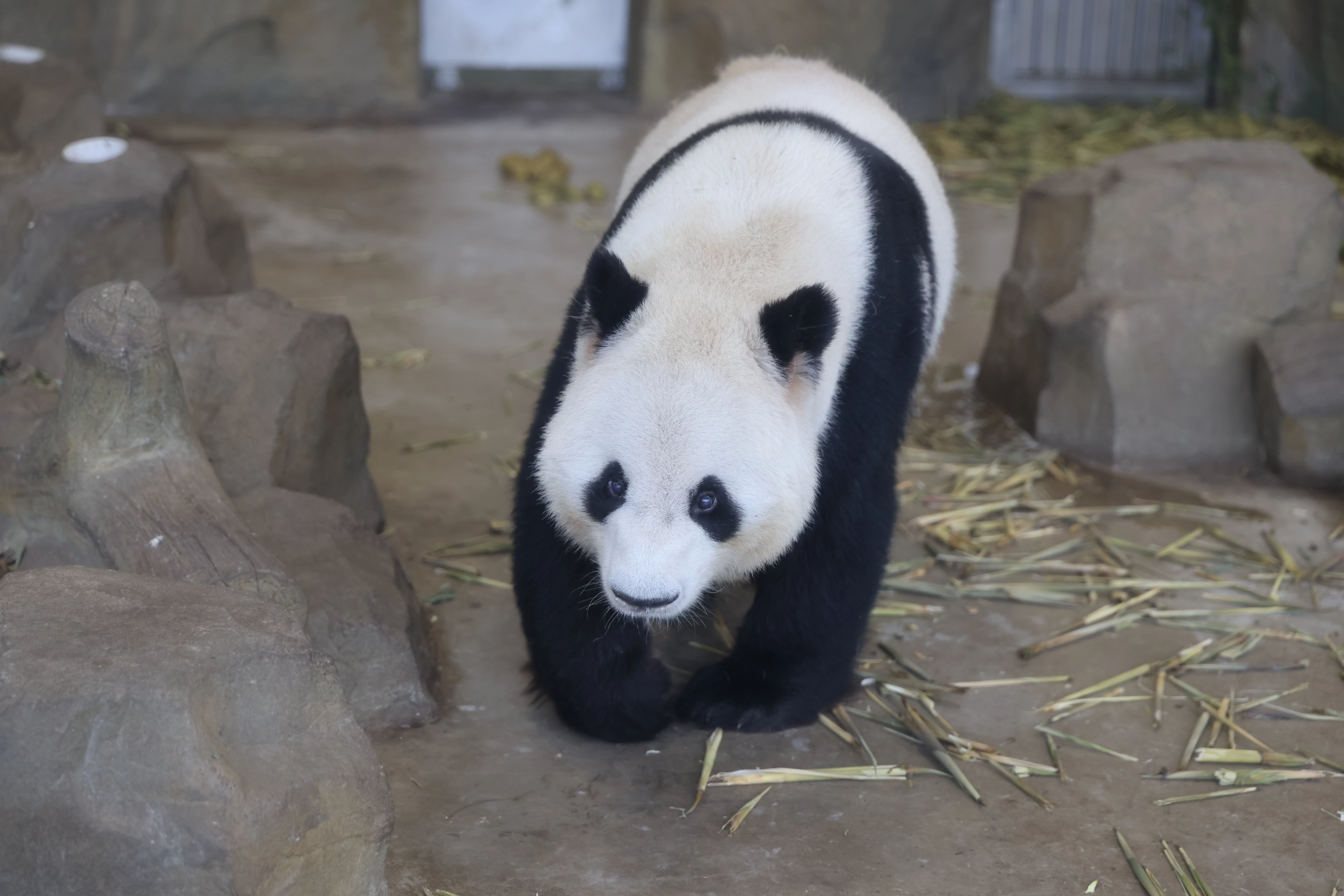 Chengdu Research Base of Giant Panda Breeding