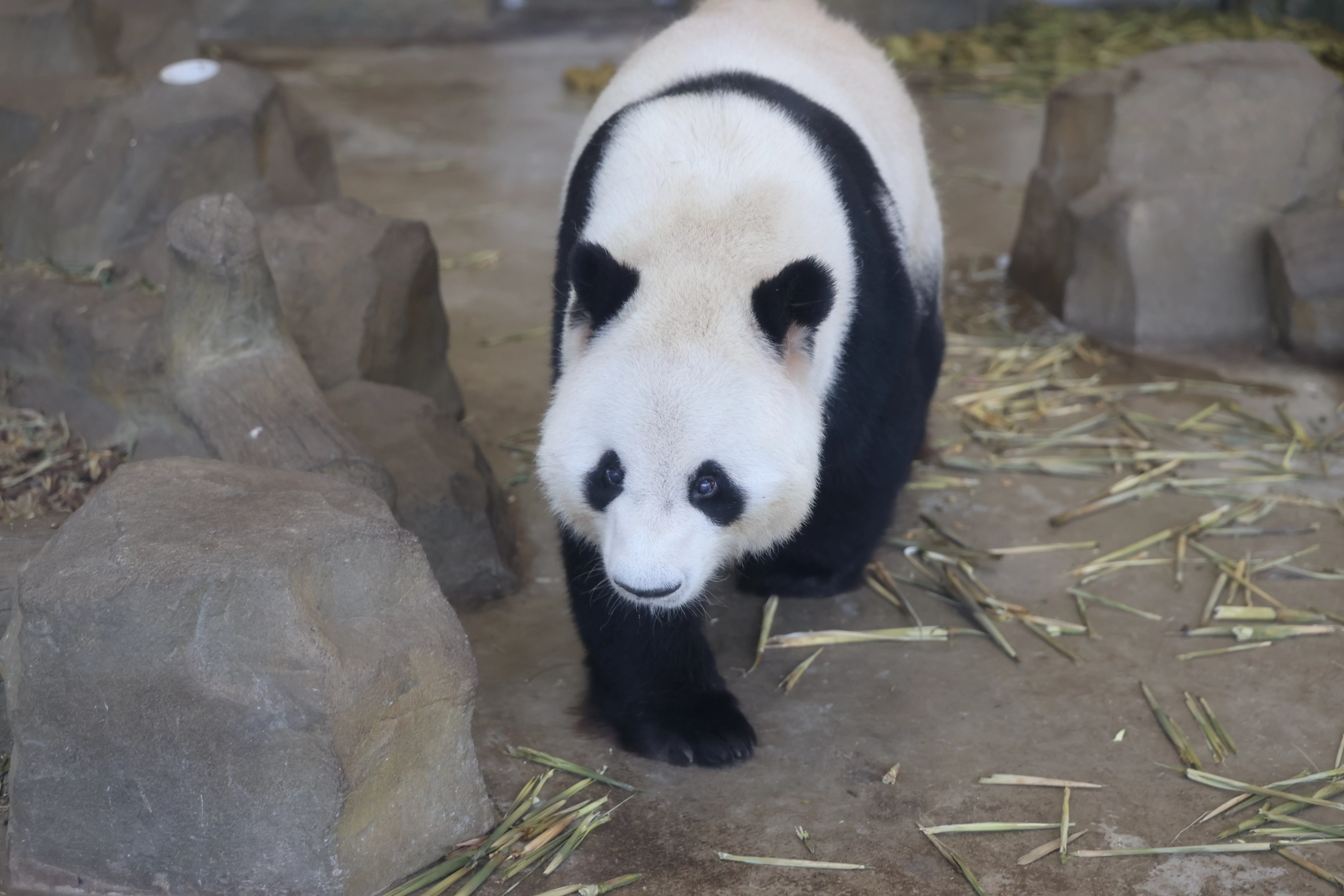 Chengdu Research Base of Giant Panda Breeding