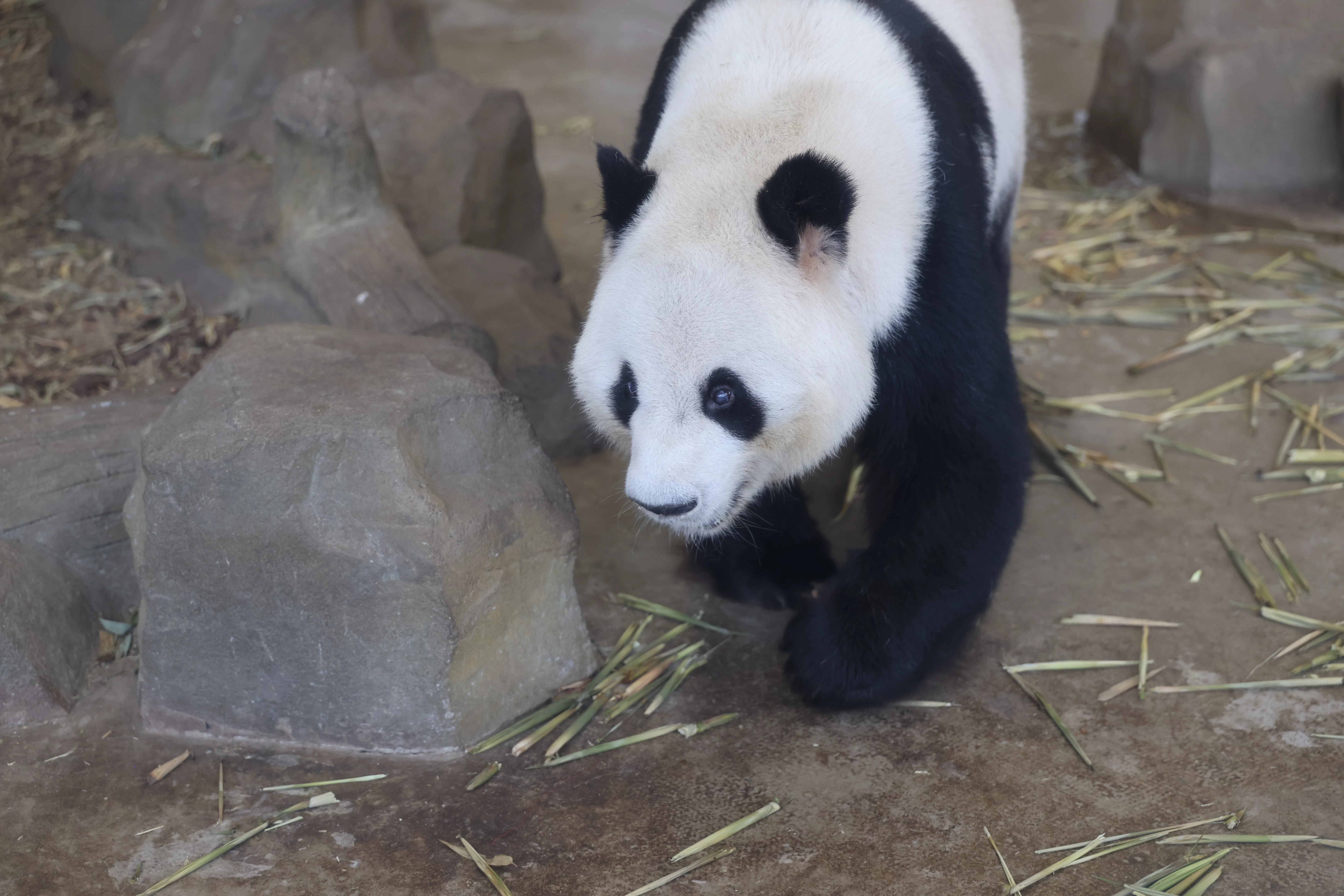 Chengdu Research Base of Giant Panda Breeding