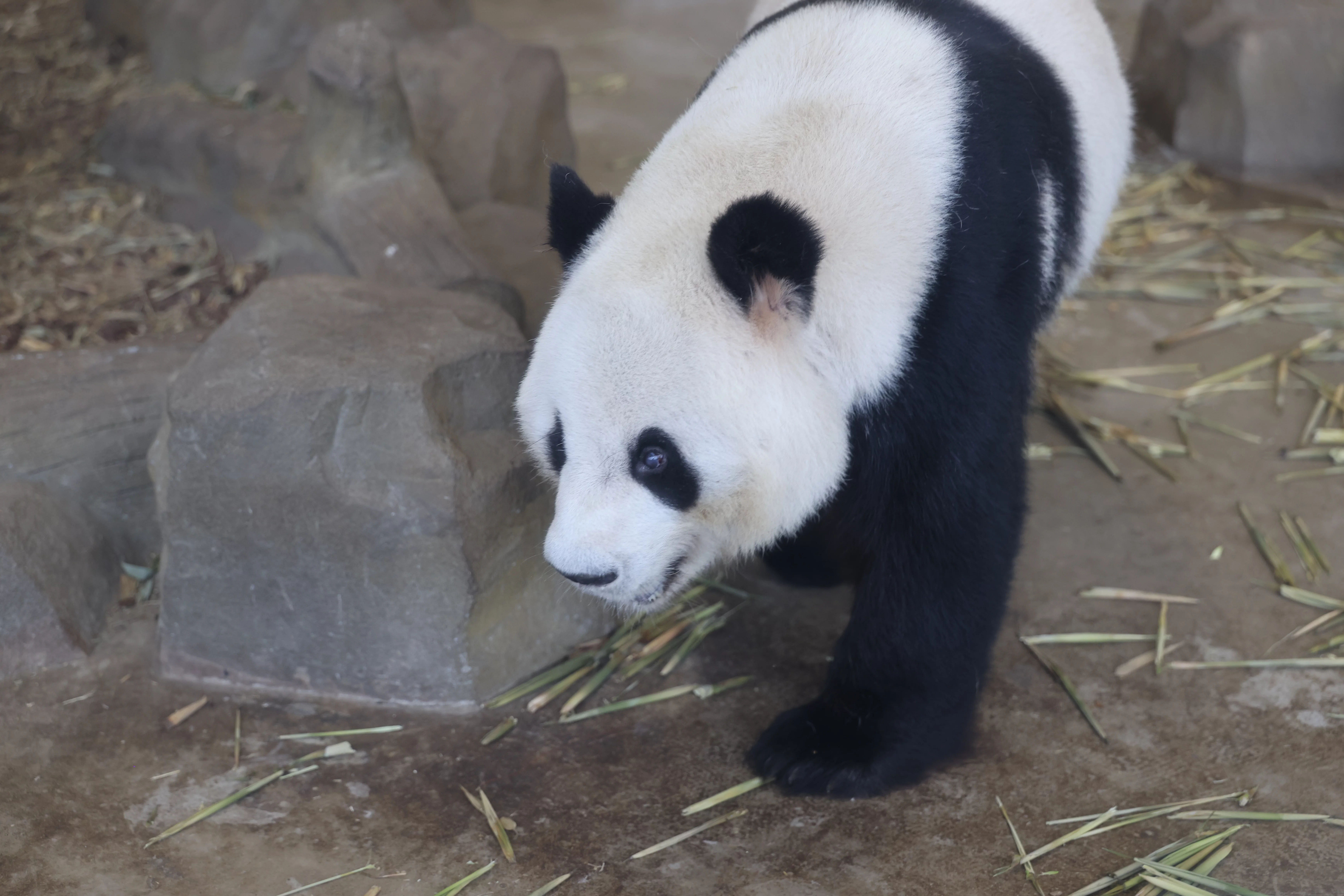Chengdu Research Base of Giant Panda Breeding
