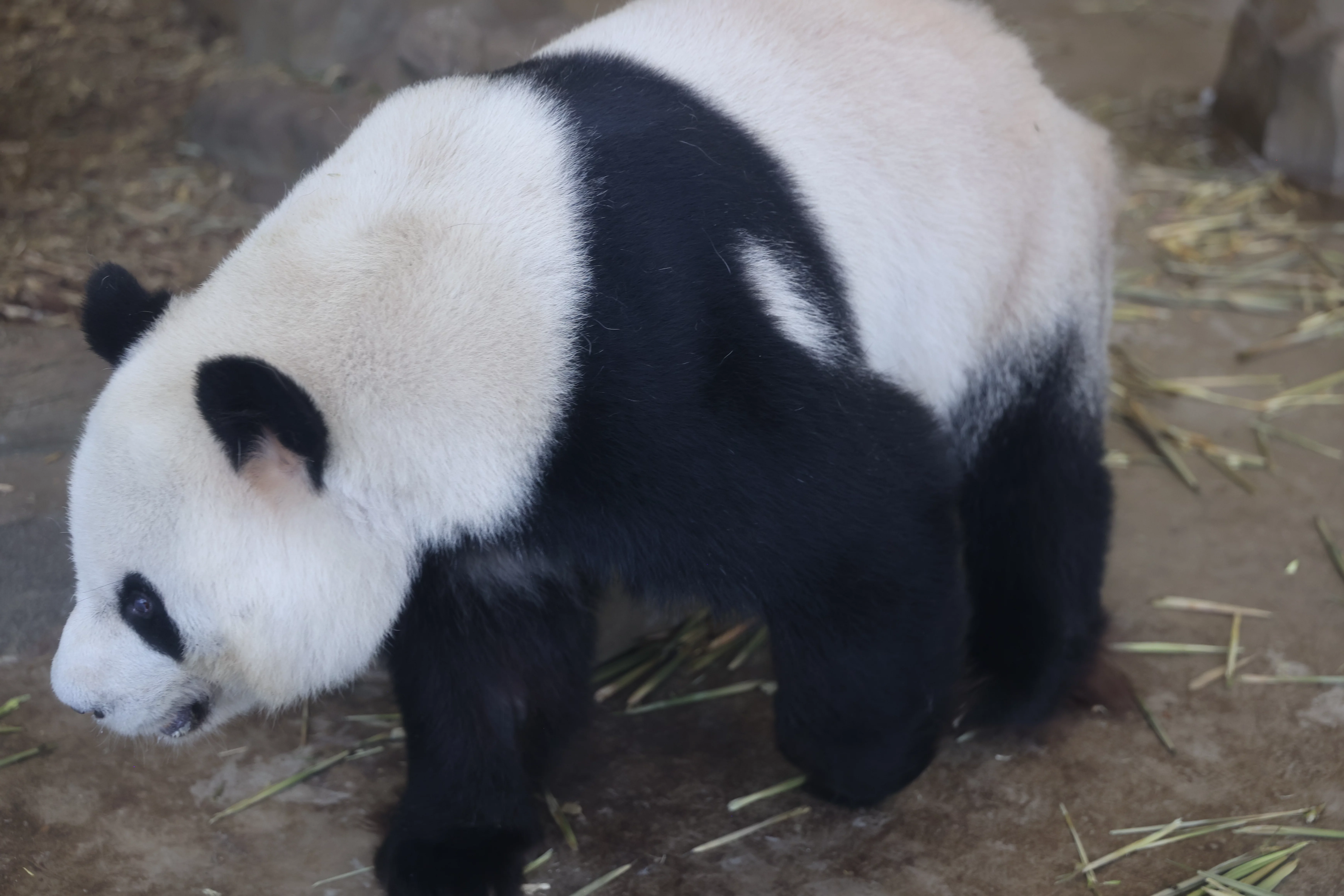 Chengdu Research Base of Giant Panda Breeding