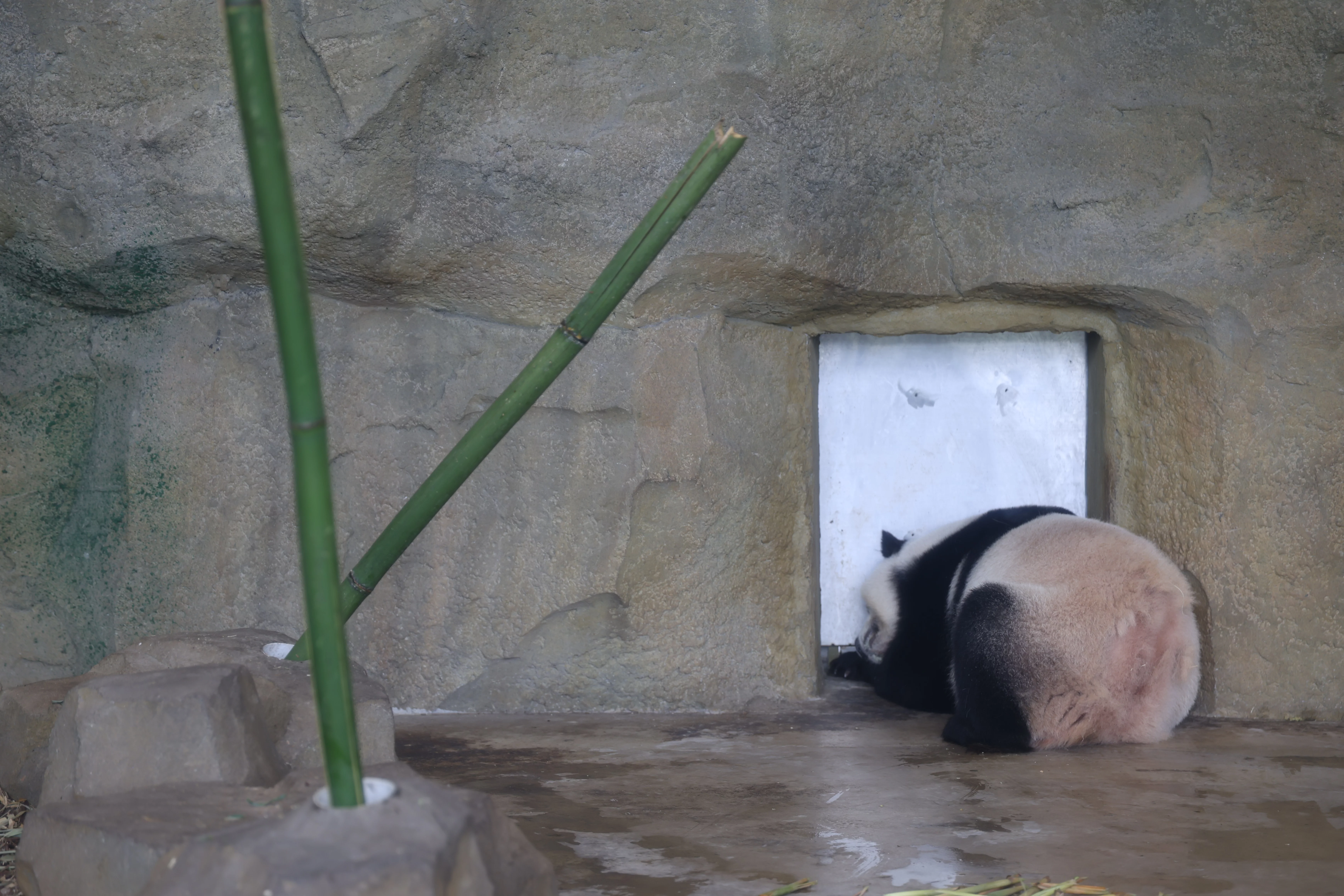 Chengdu Research Base of Giant Panda Breeding