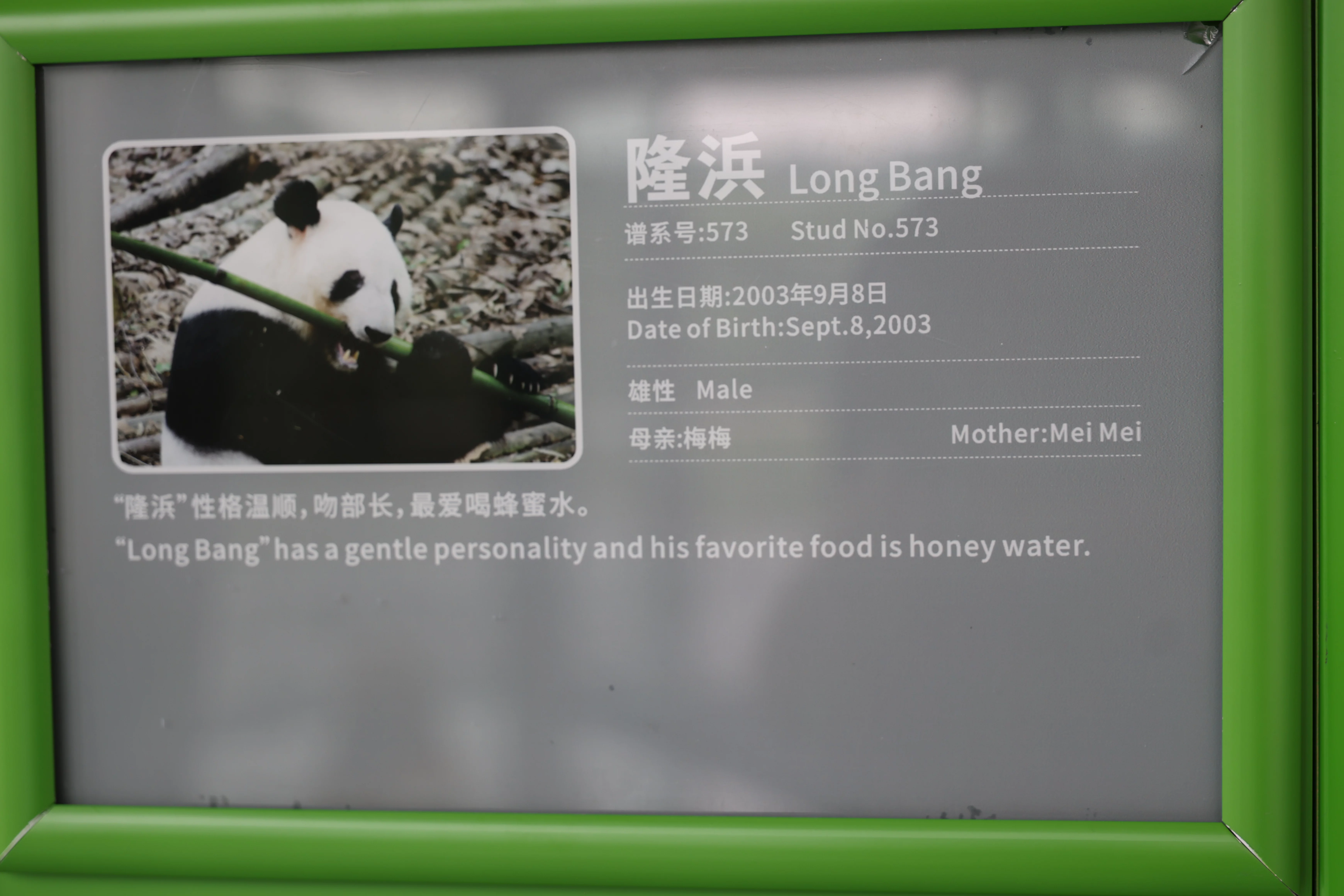 Chengdu Research Base of Giant Panda Breeding
