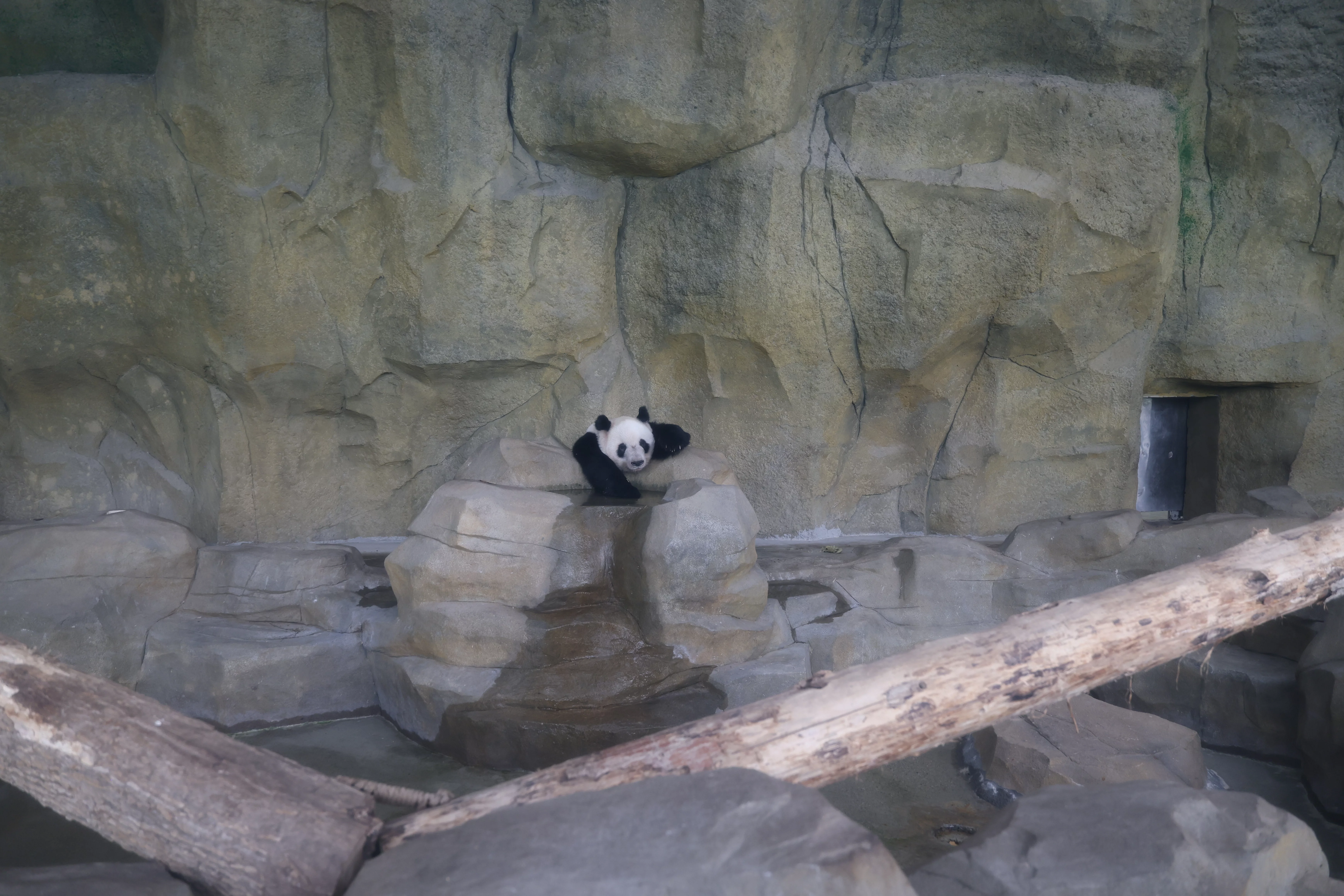 Chengdu Research Base of Giant Panda Breeding