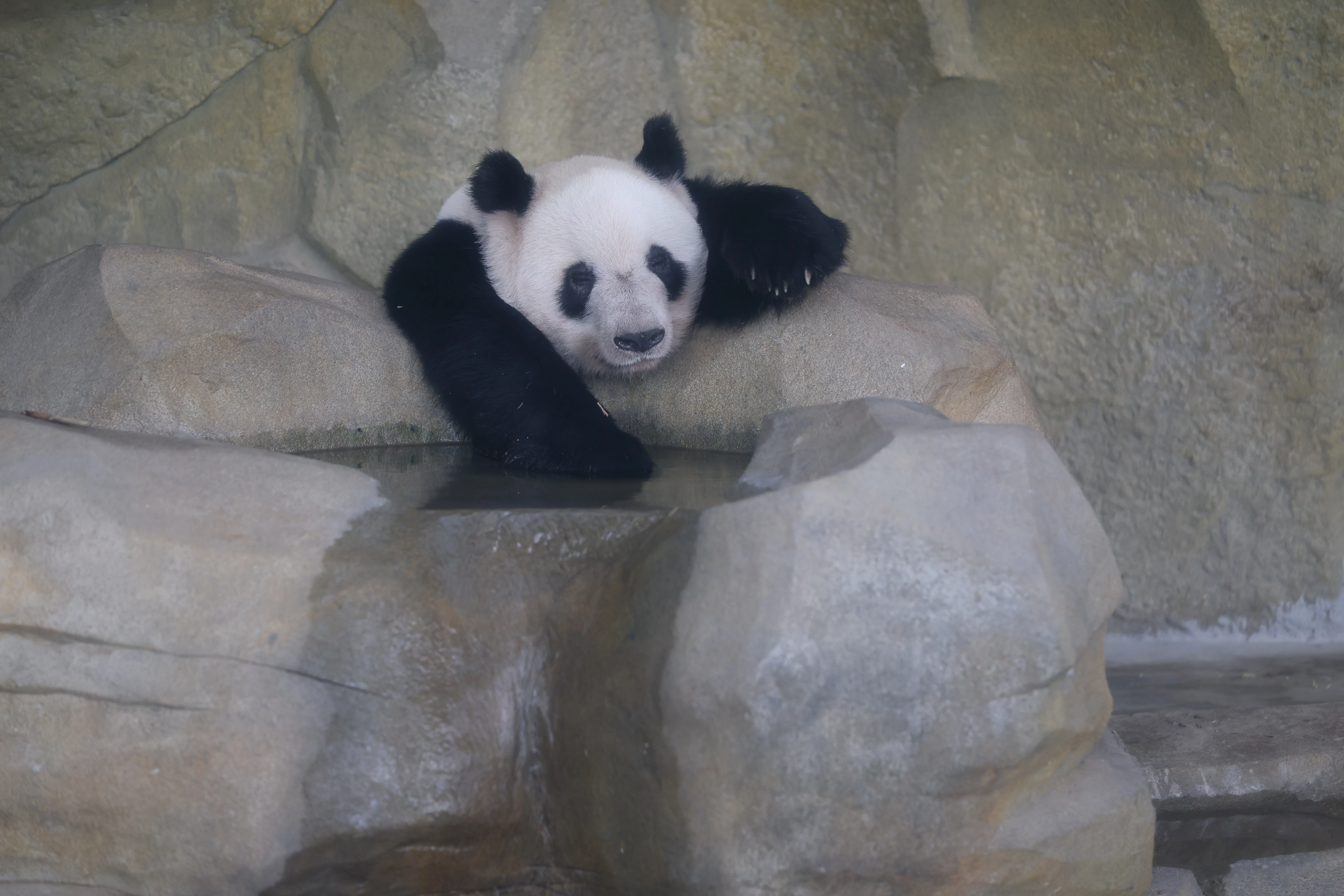 Chengdu Research Base of Giant Panda Breeding