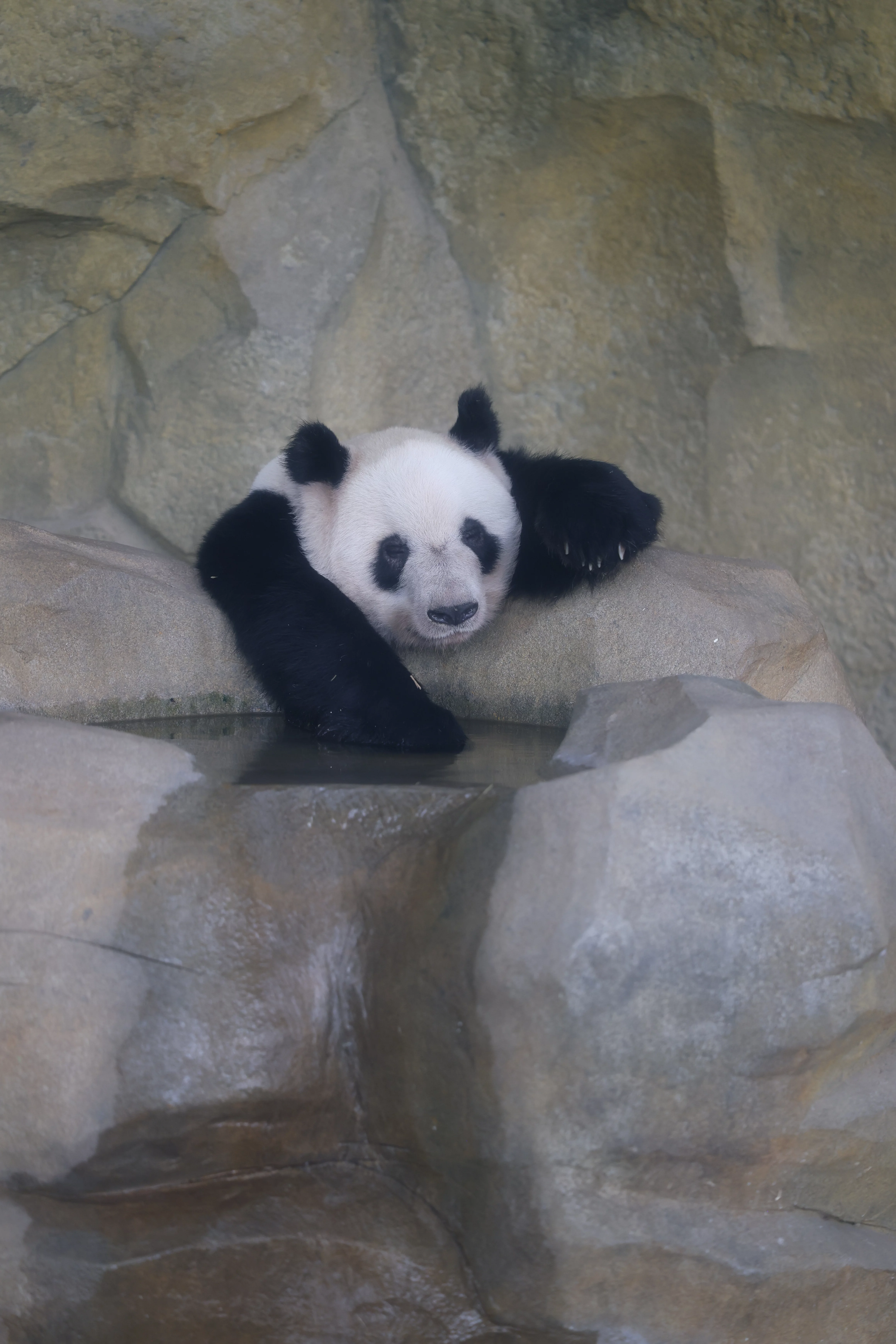 Chengdu Research Base of Giant Panda Breeding