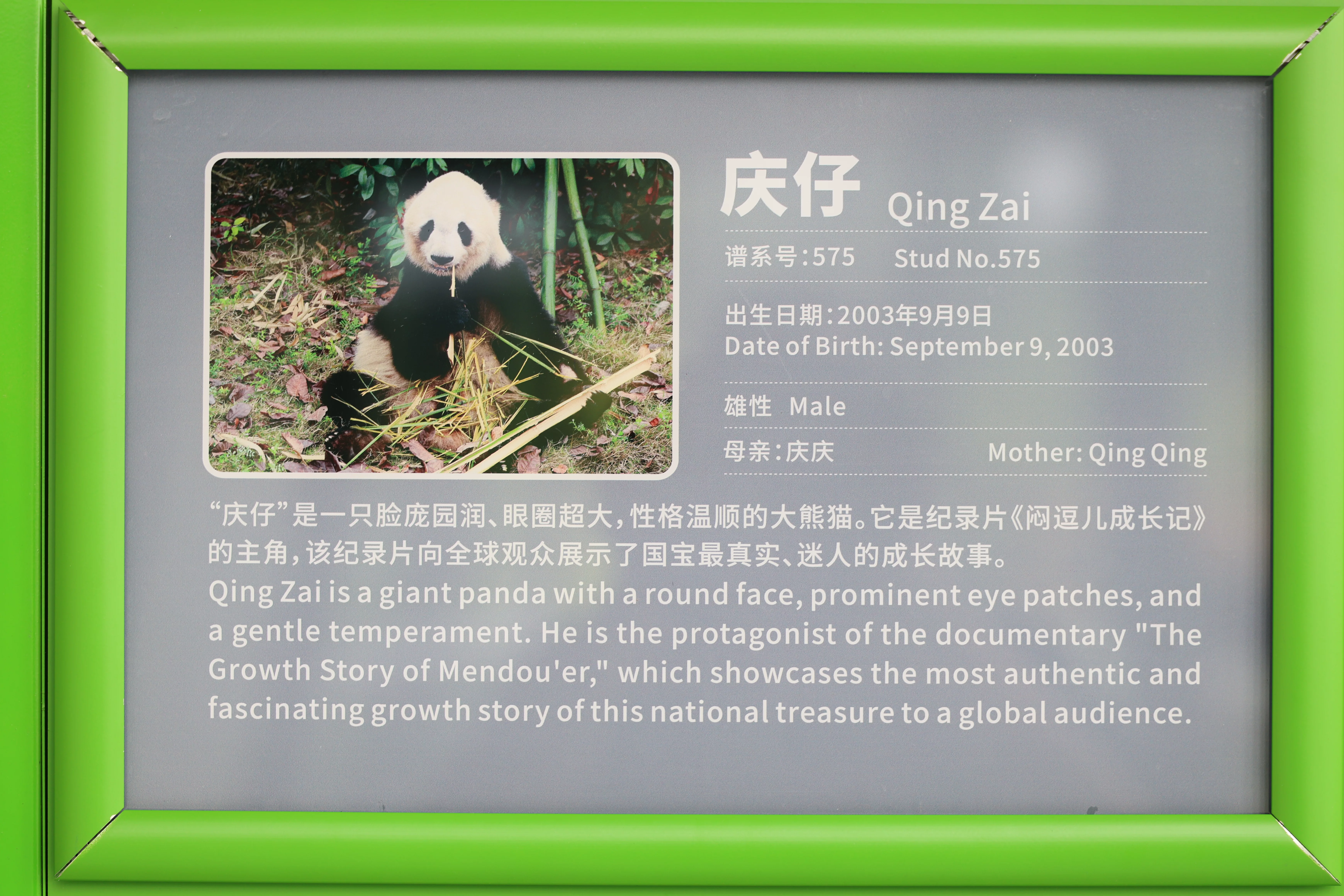 Chengdu Research Base of Giant Panda Breeding