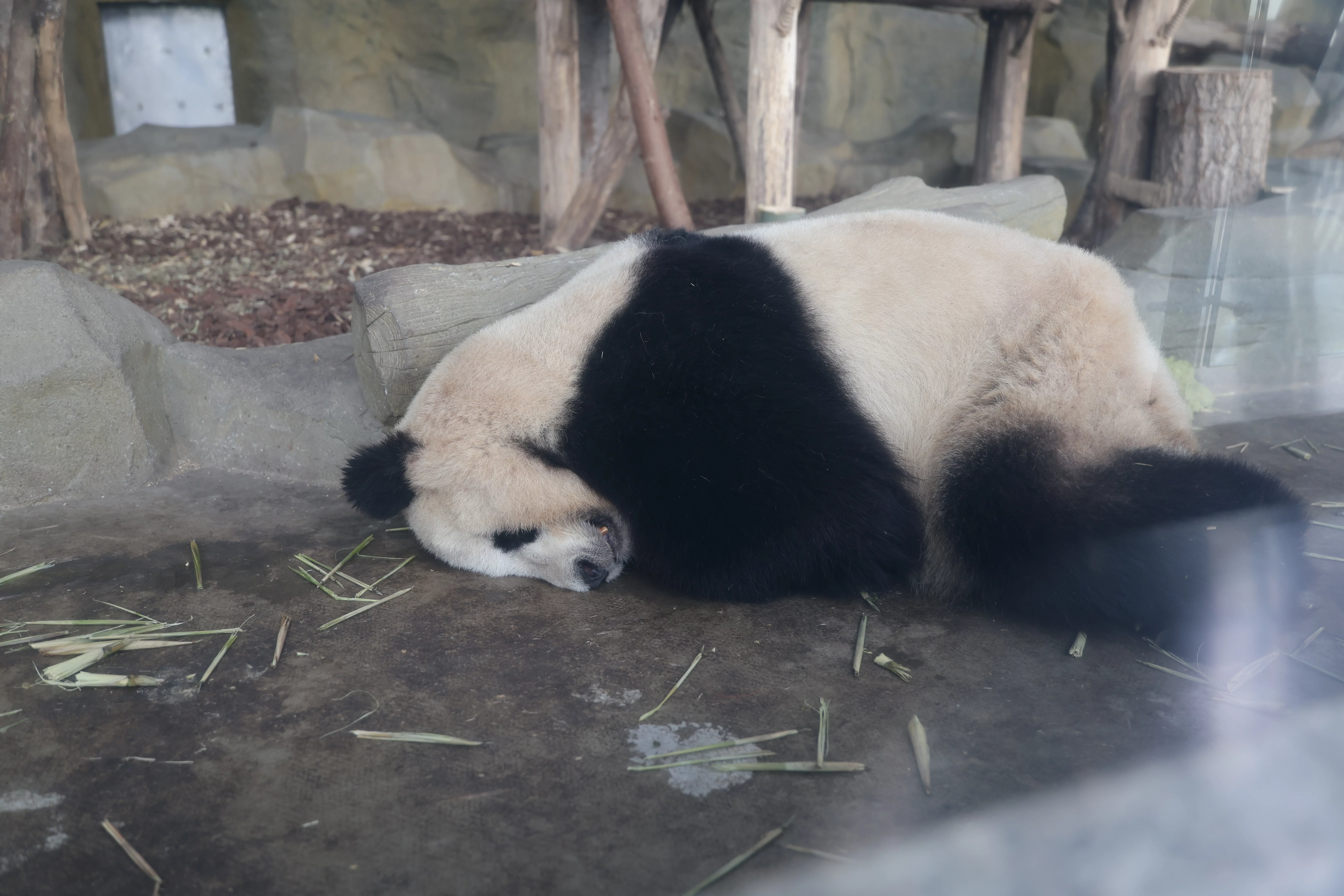 Chengdu Research Base of Giant Panda Breeding