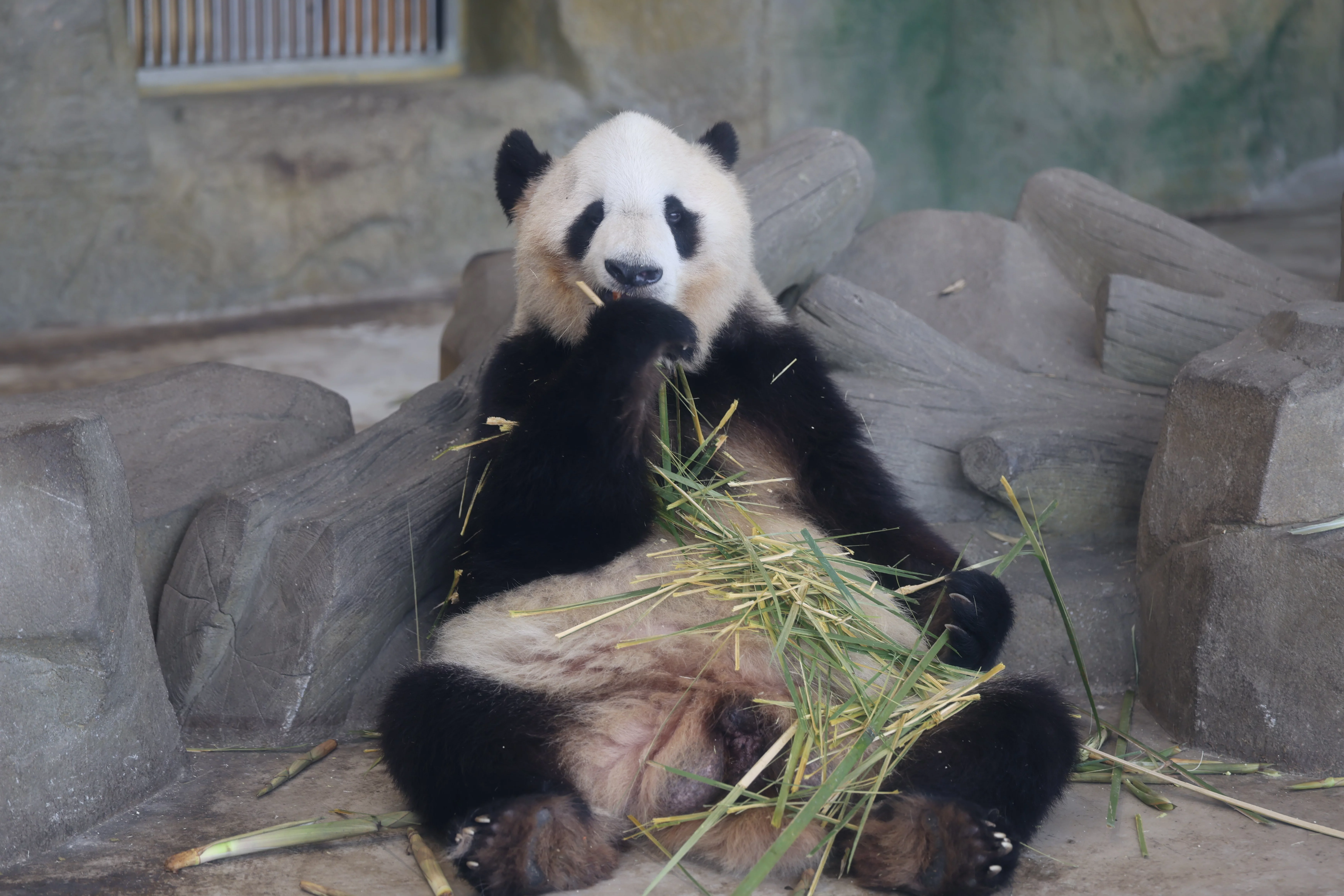 Chengdu Research Base of Giant Panda Breeding