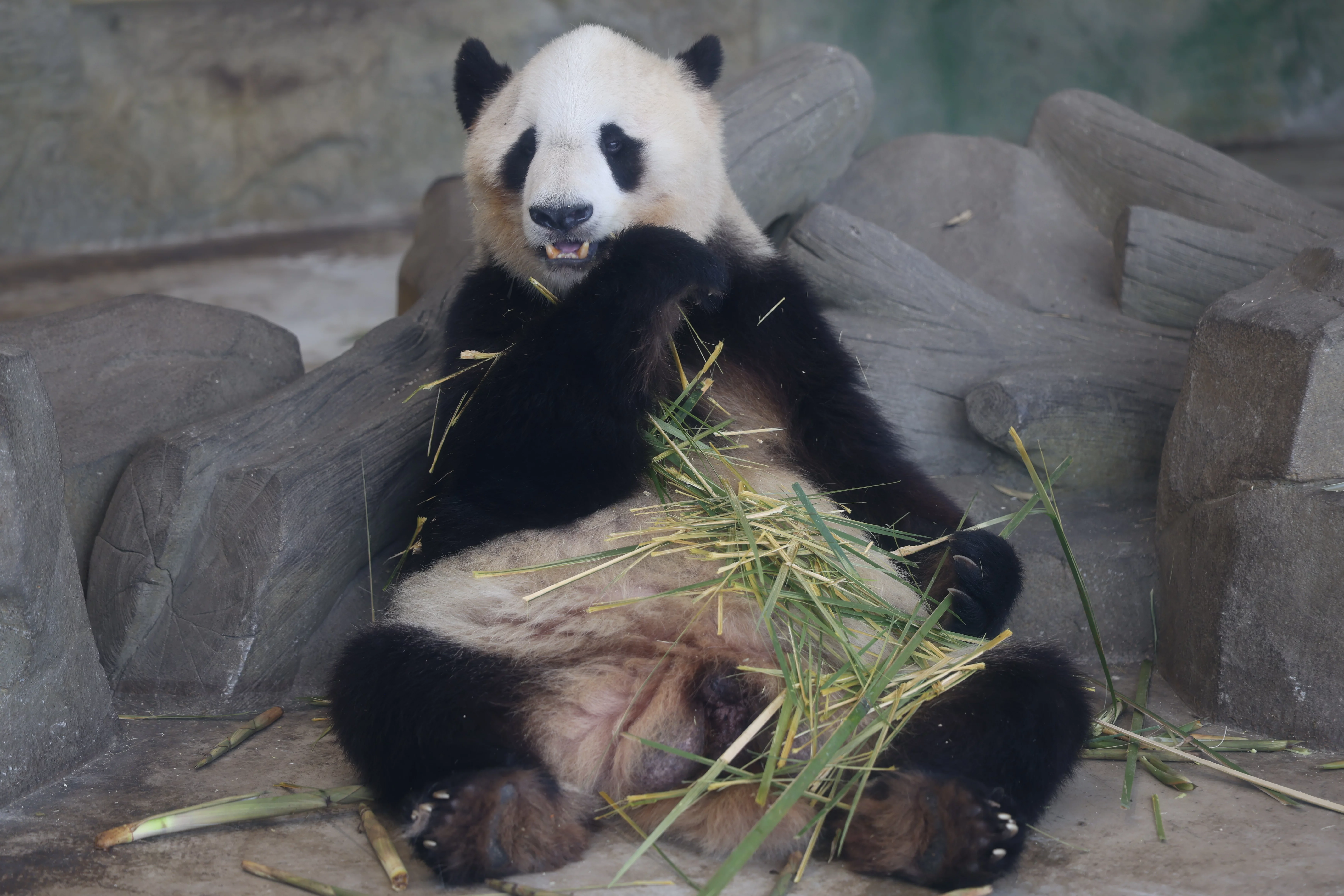 Chengdu Research Base of Giant Panda Breeding