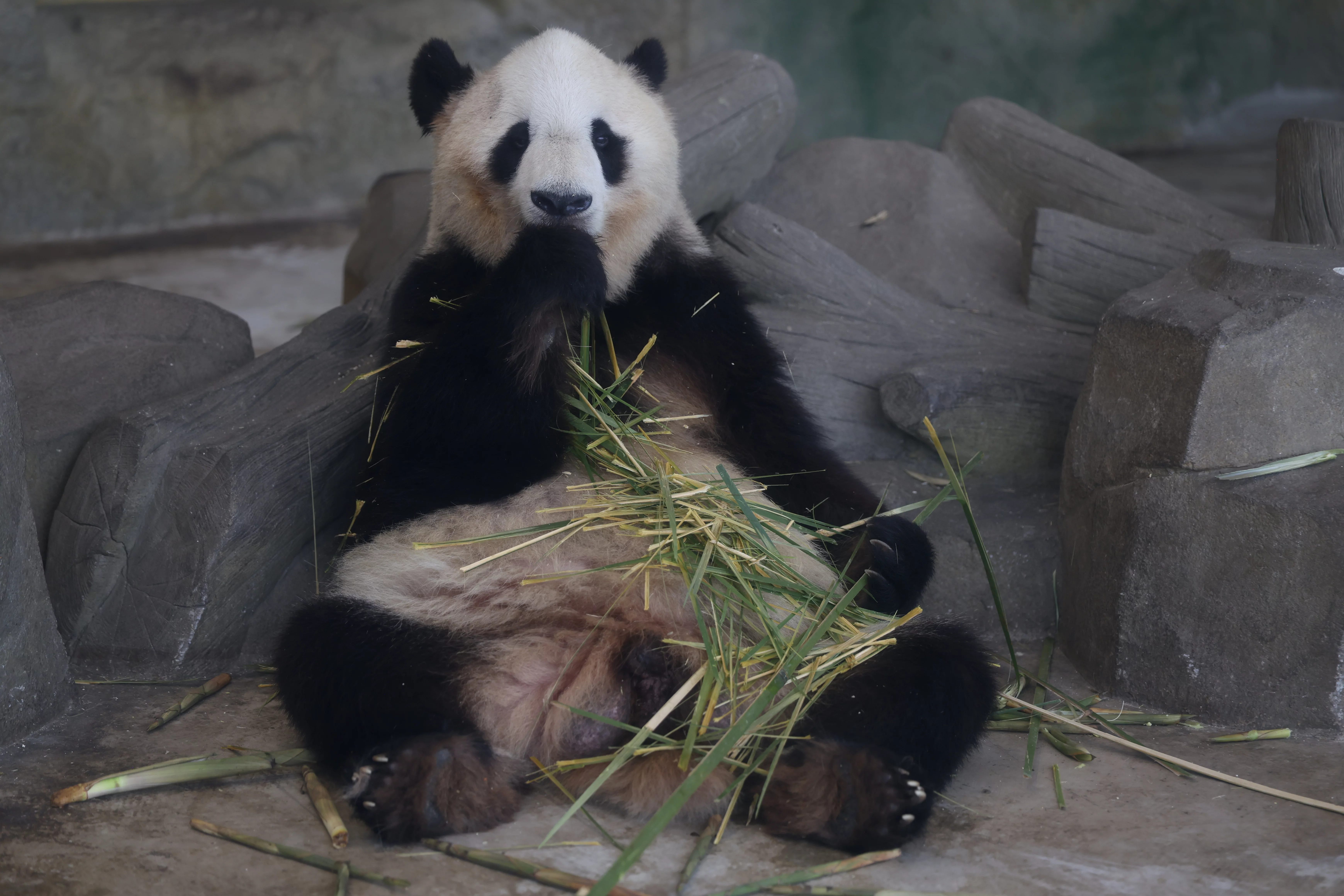 Chengdu Research Base of Giant Panda Breeding