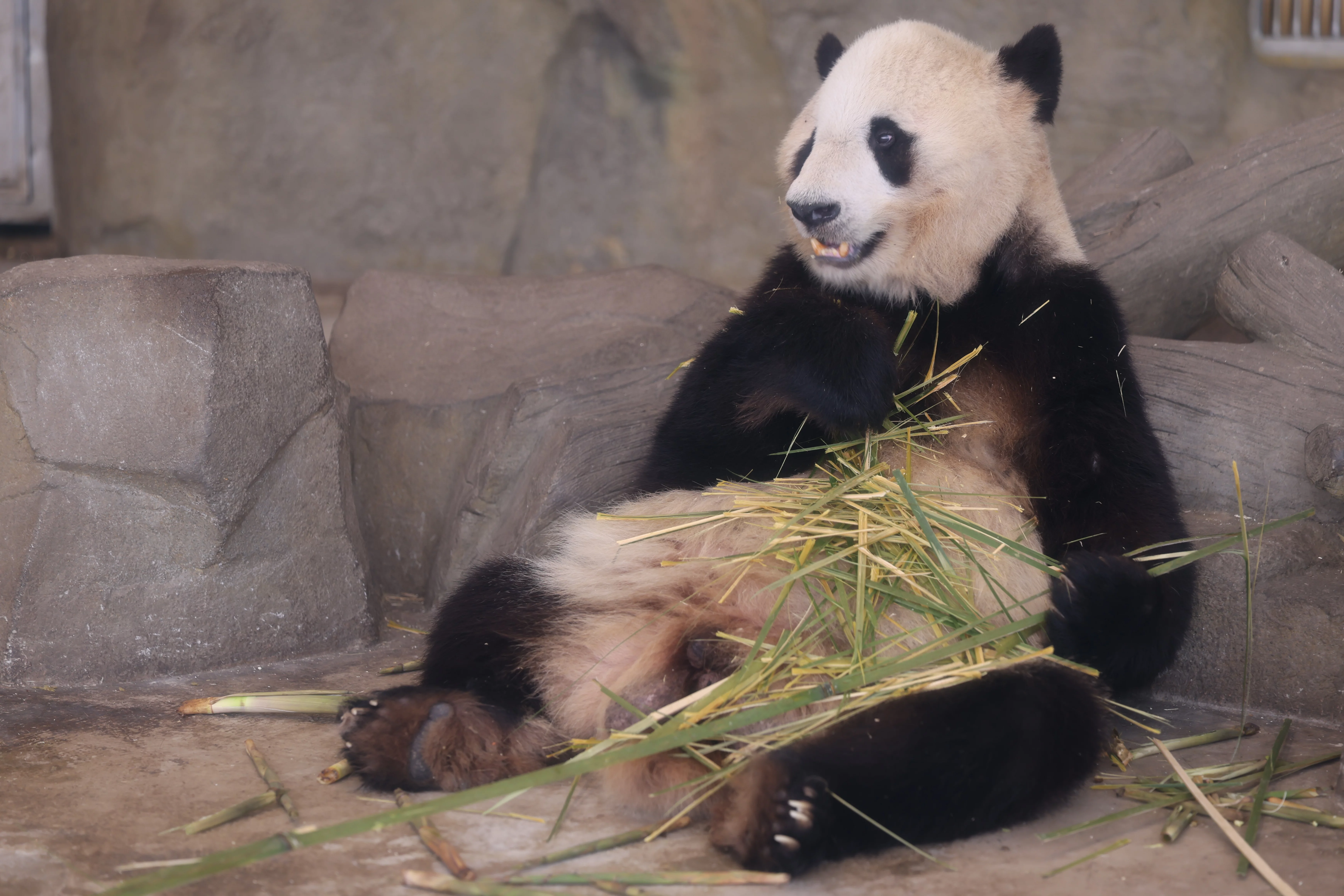 Chengdu Research Base of Giant Panda Breeding