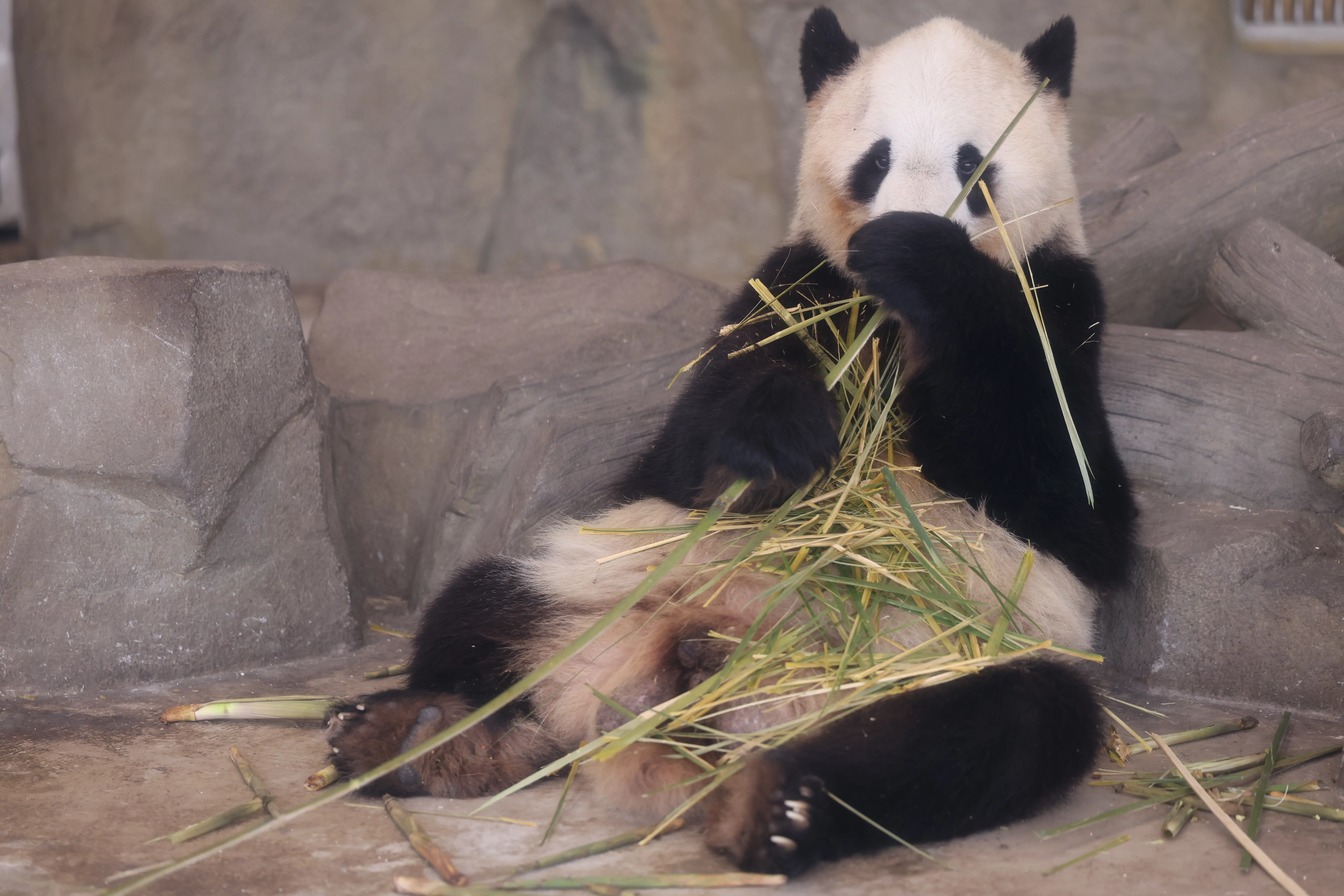 Chengdu Research Base of Giant Panda Breeding