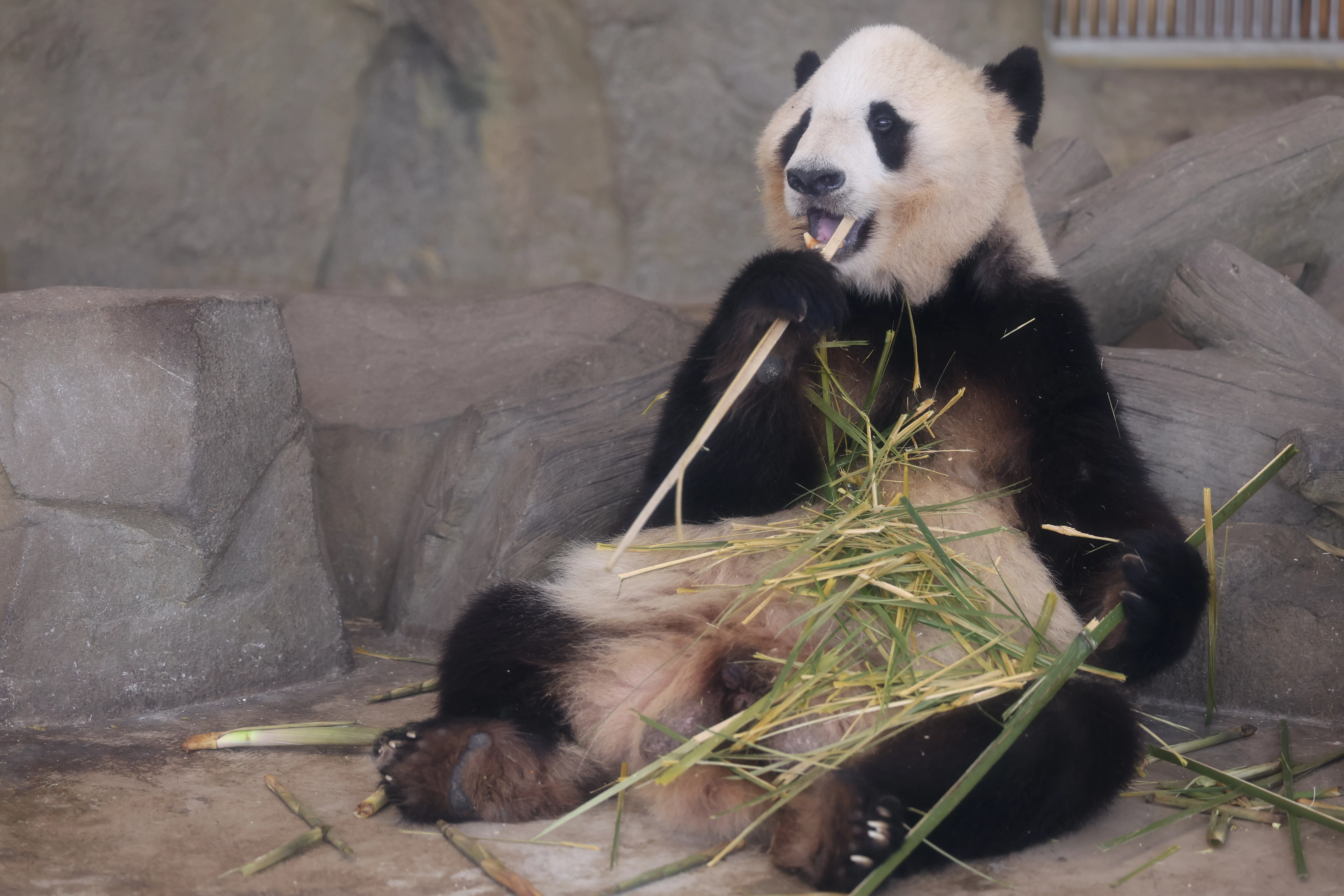 Chengdu Research Base of Giant Panda Breeding